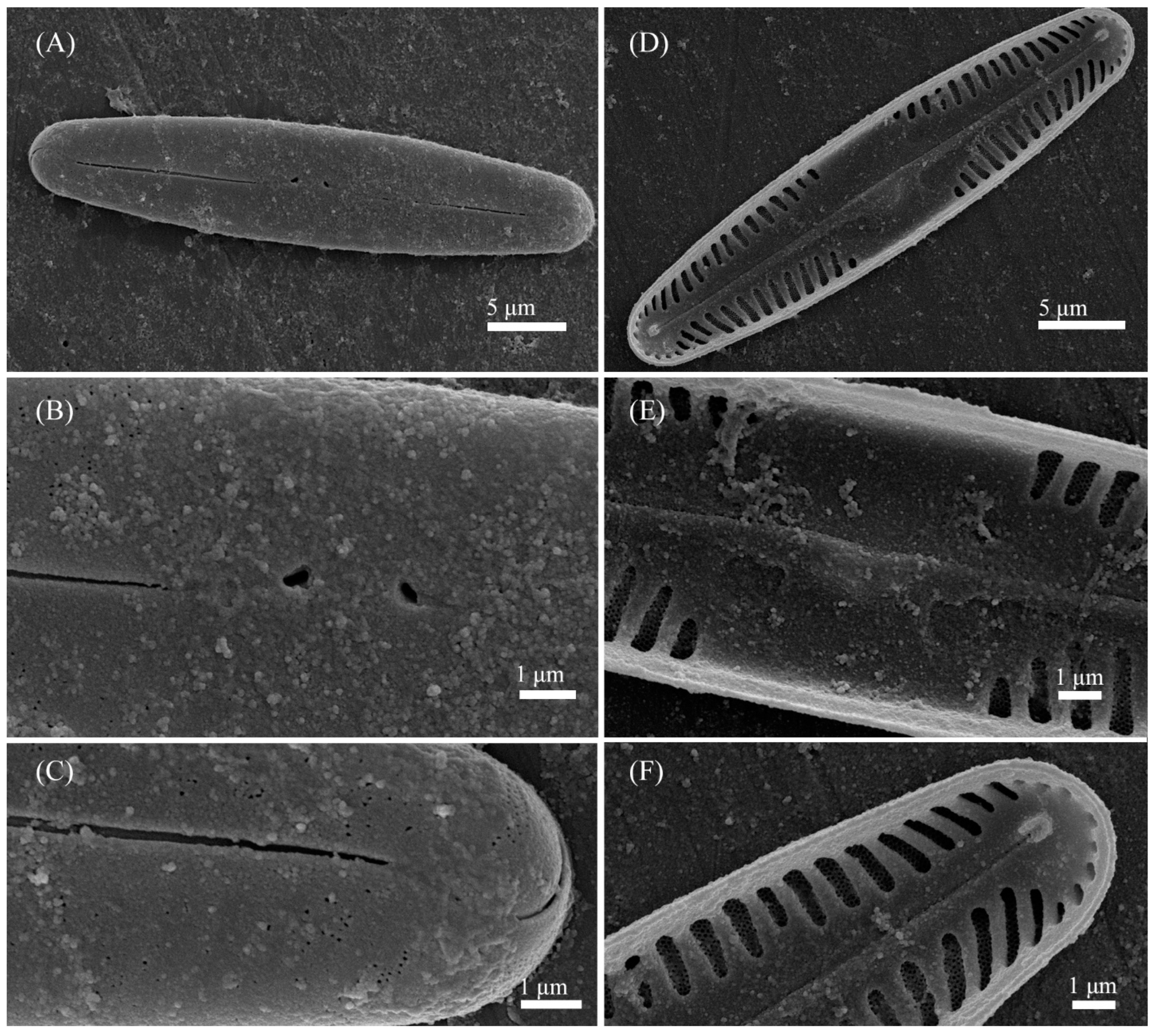 Cells 11 02446 g006 550