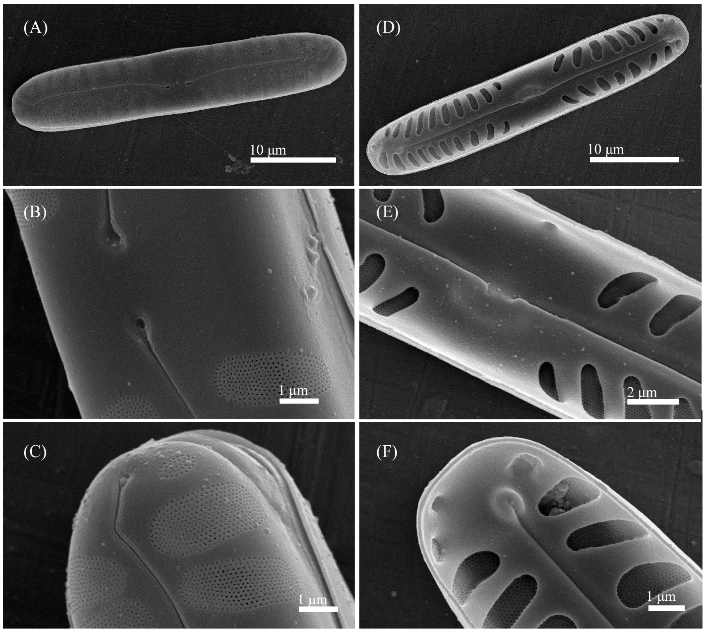 Cells 11 02446 g014 550