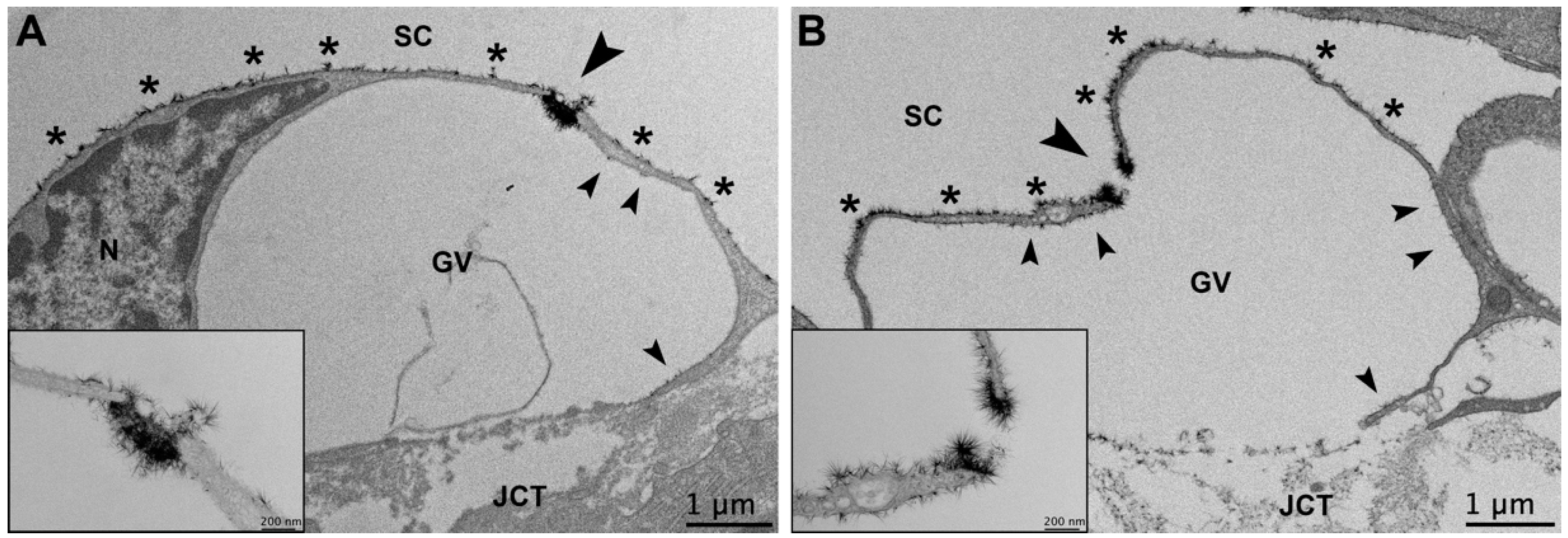 Glycocalyx Em