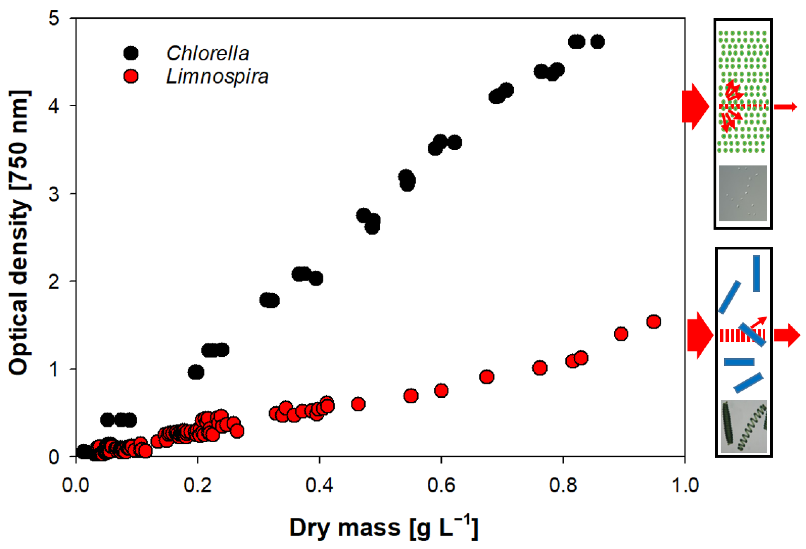 Cells 11 02455 g005 550