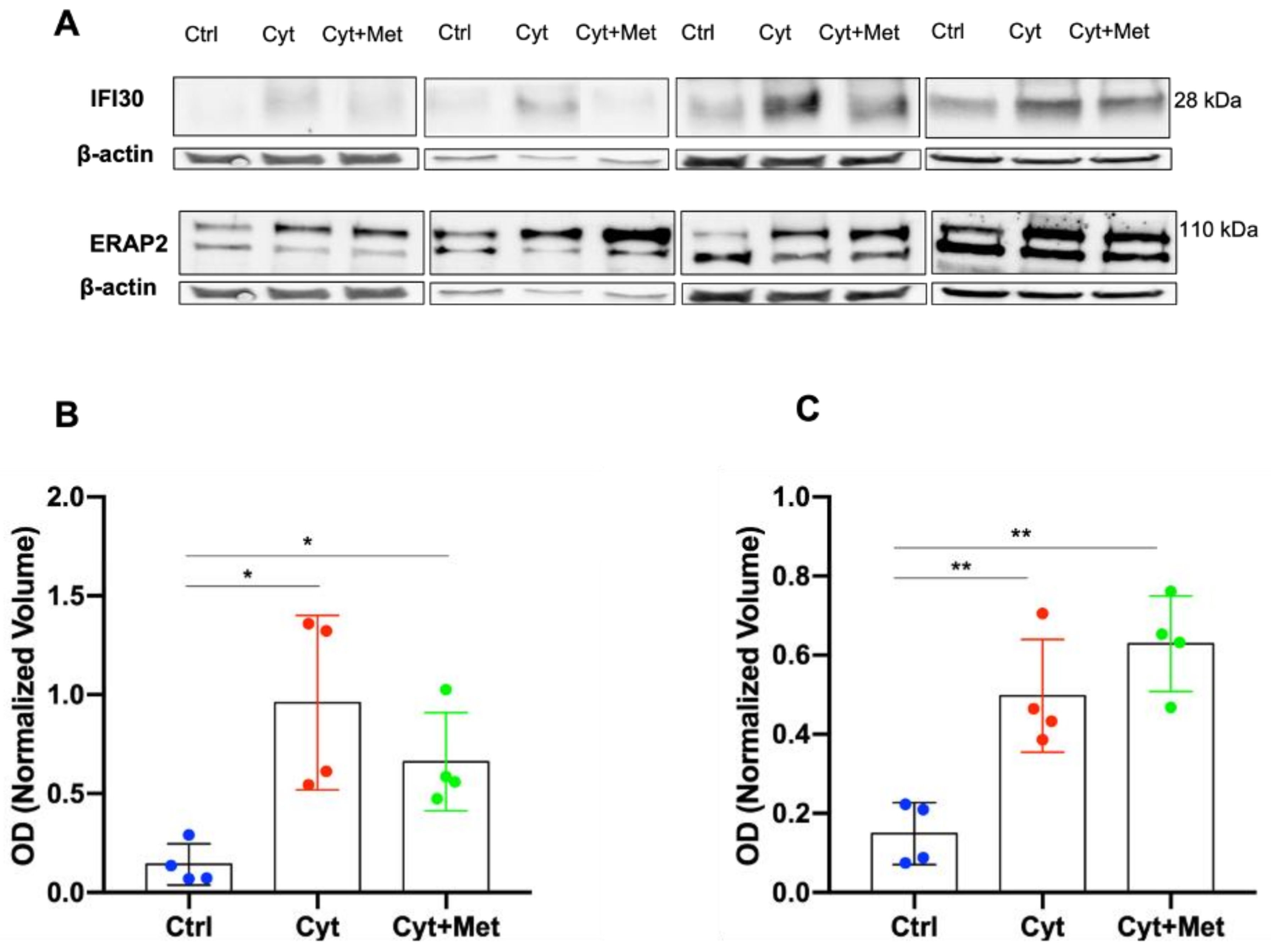 Cells 11 02465 g006 Cells 11 02465 g006