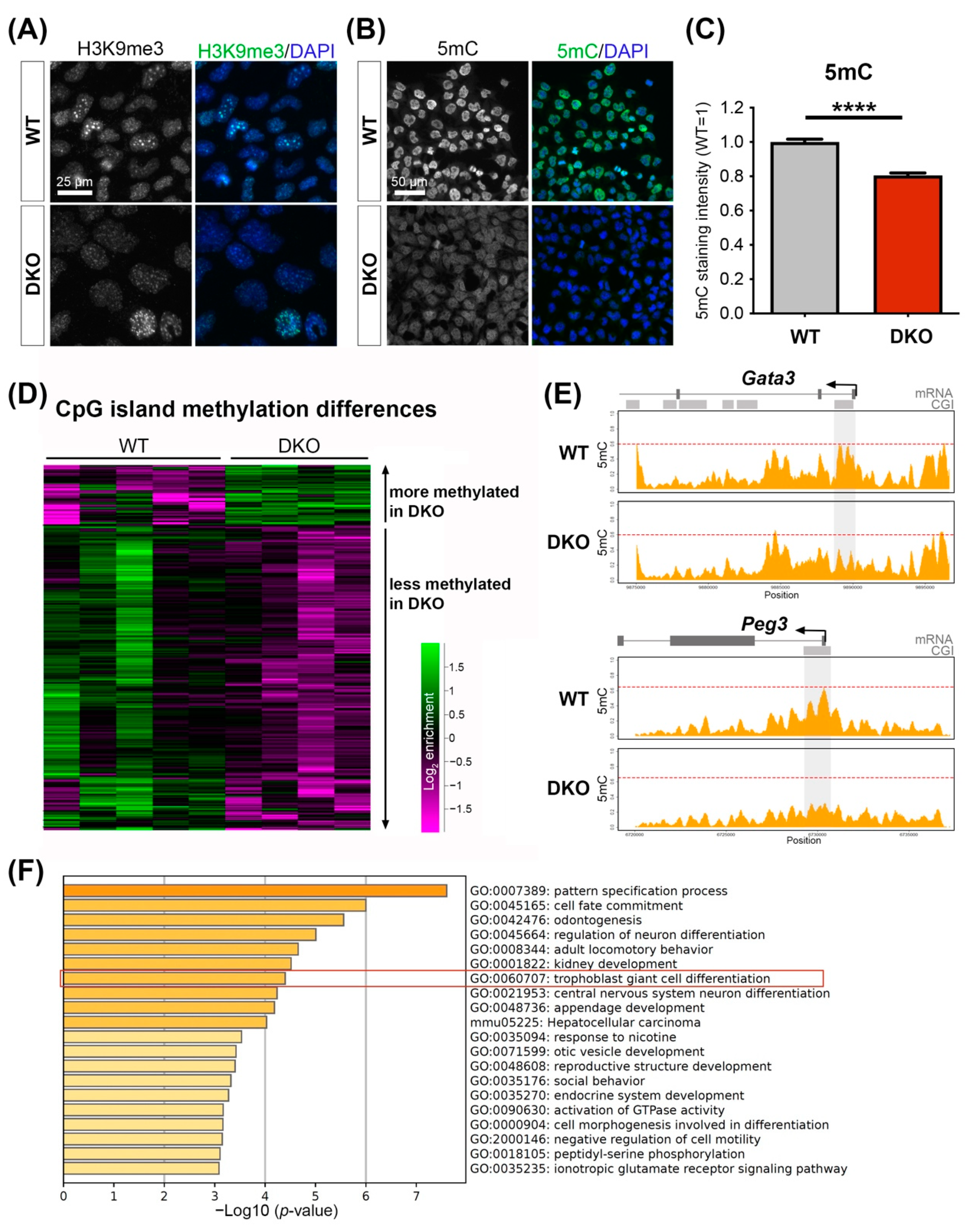 Cells 11 02466 g004 Cells 11 02466 g004