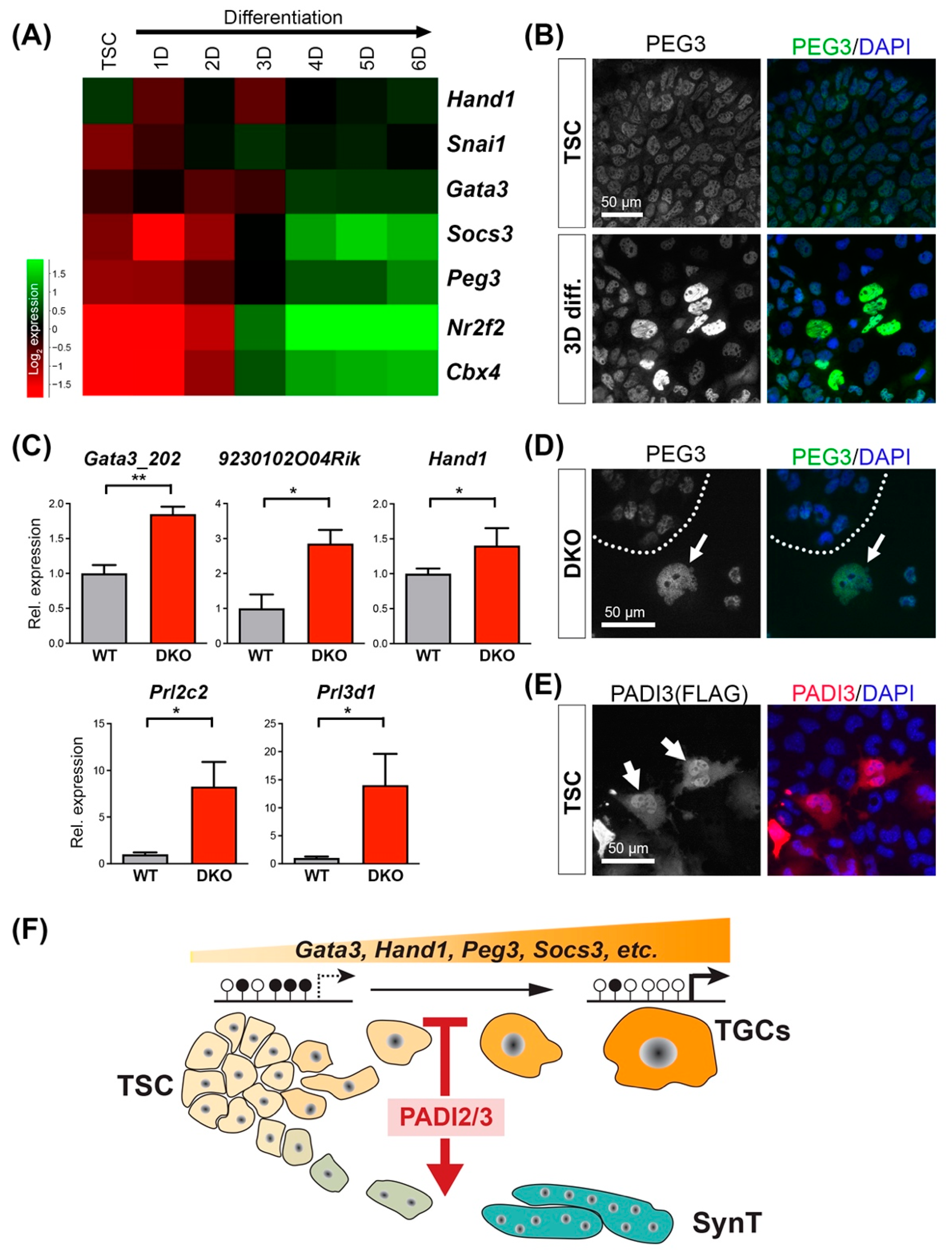 Cells 11 02466 g005 Cells 11 02466 g005
