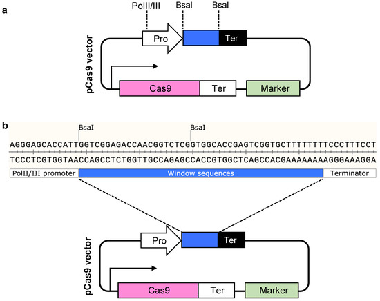 PARA: A New Platform for the Rapid Assembly of gRNA Arrays for ...