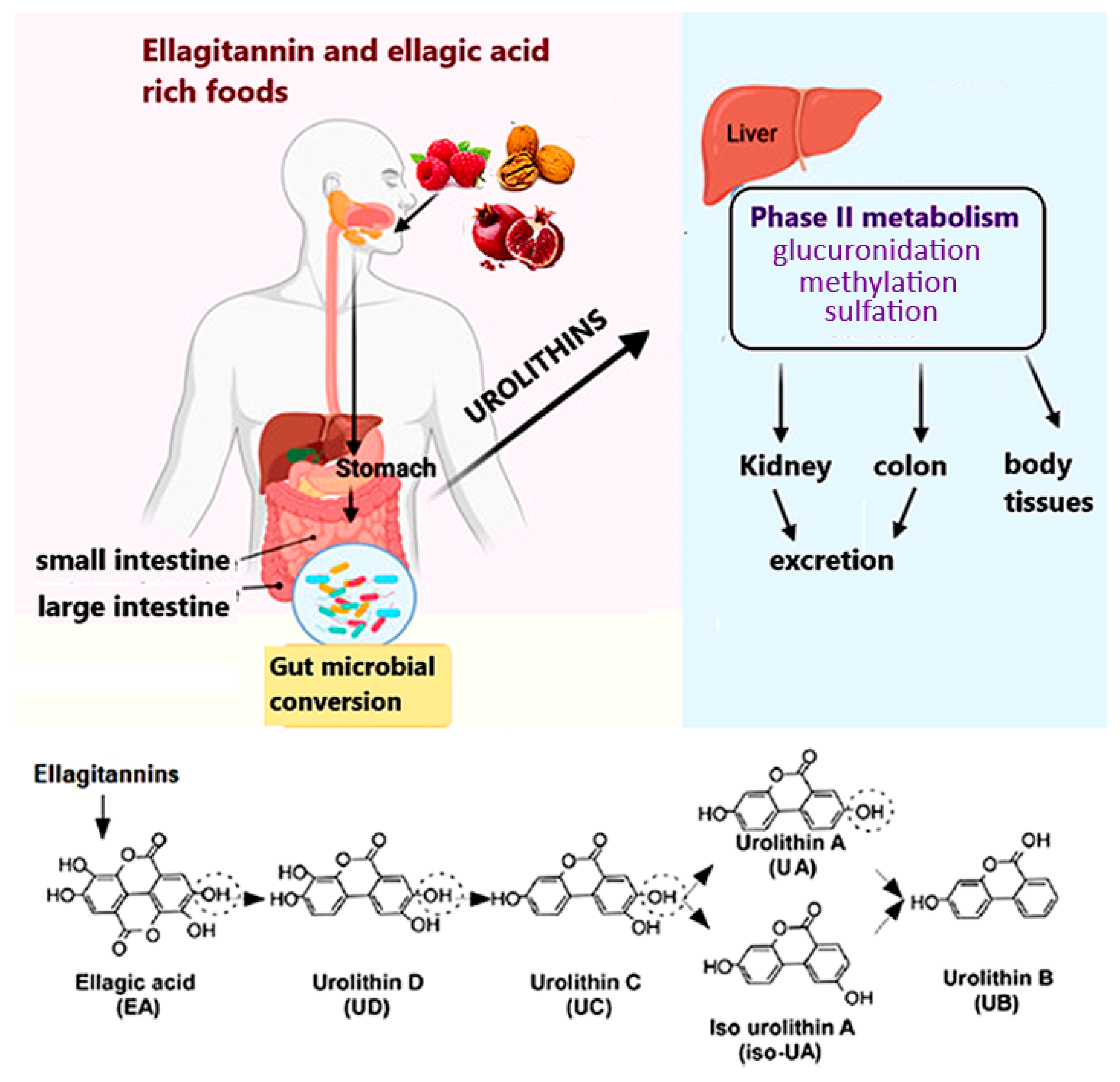 Cells 11 02471 g001 Cells 11 02471 g001