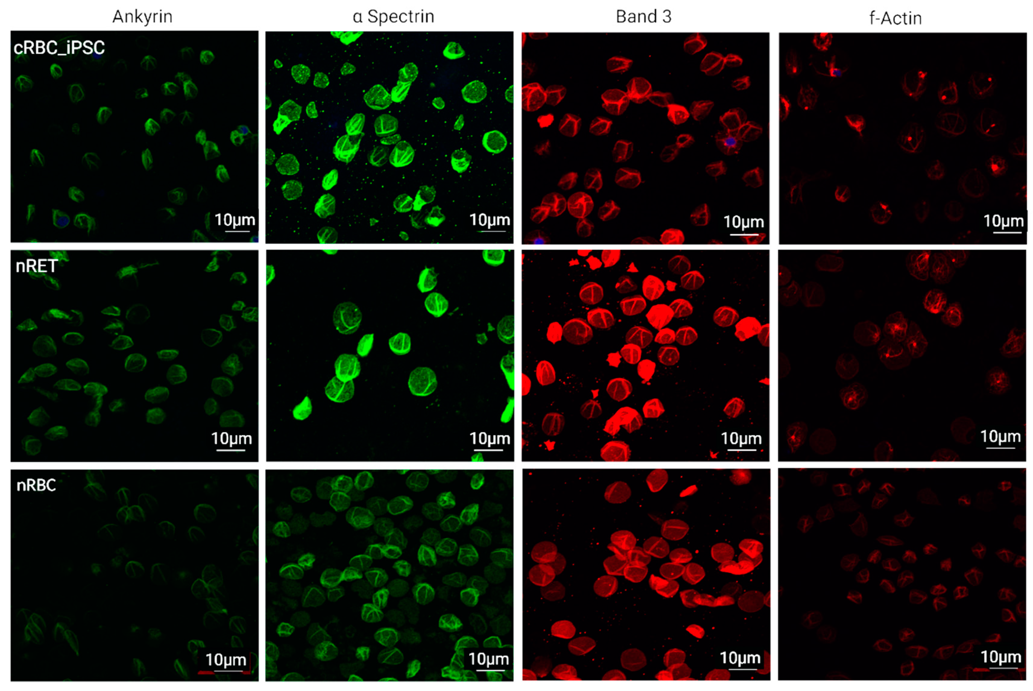 Cells 11 02473 g006 Cells 11 02473 g006