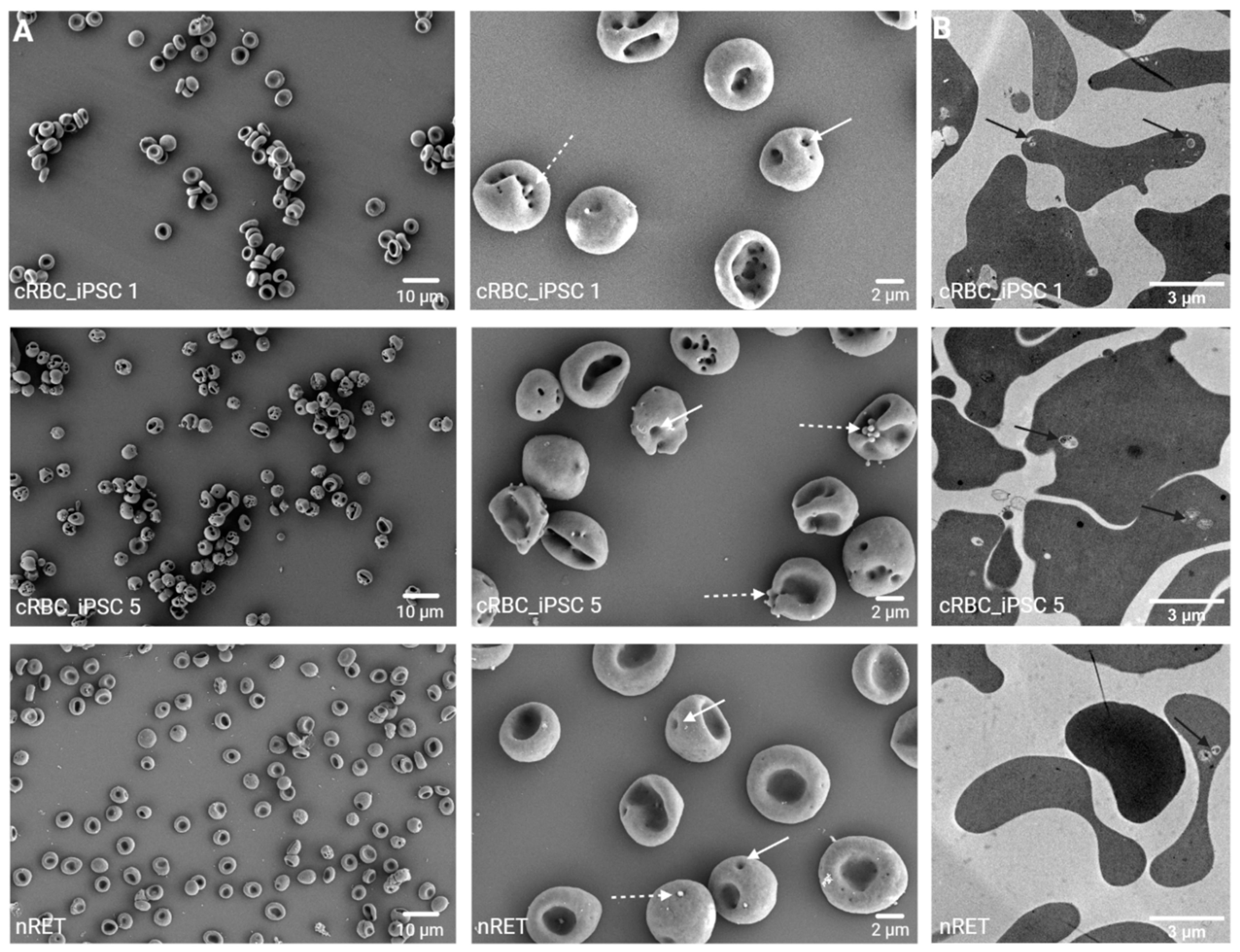 Cells 11 02473 g007 Cells 11 02473 g007