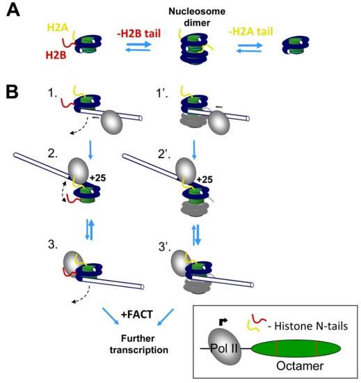 N-Terminal Tails of Histones H2A and H2B Differentially Affect ...
