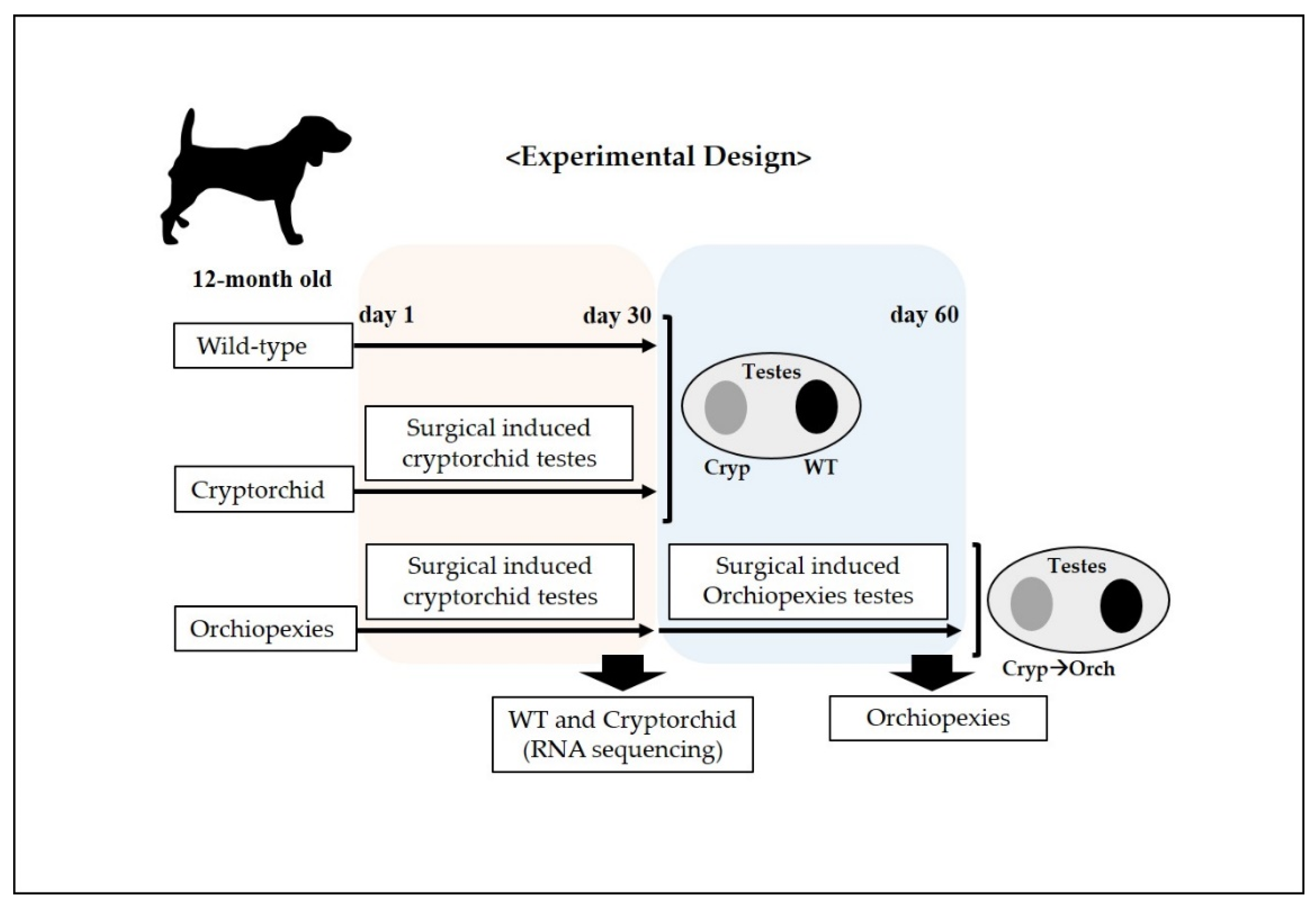 is cryptorchidism in dogs genetic