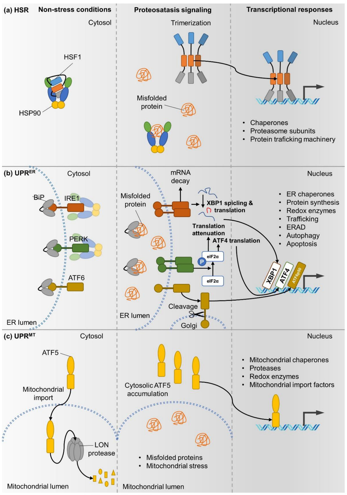 Cells 11 02479 g001 Cells 11 02479 g001