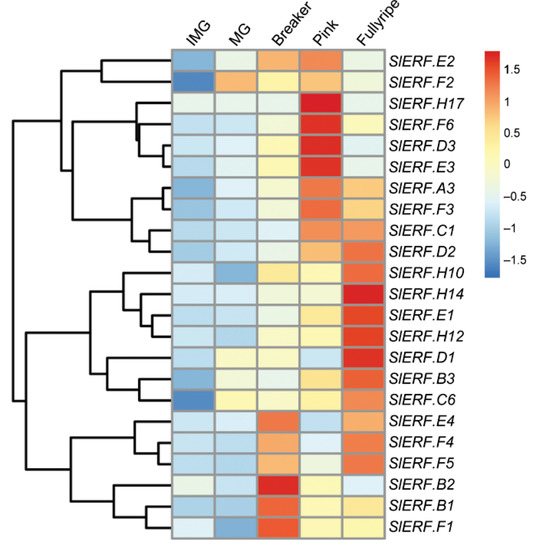 Contrasting Roles of Ethylene Response Factors in Pathogen