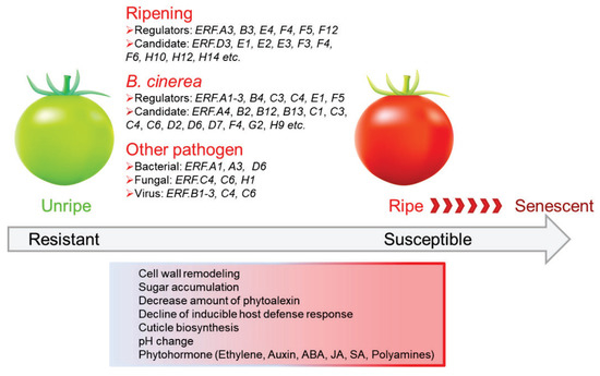 Contrasting Roles of Ethylene Response Factors in Pathogen