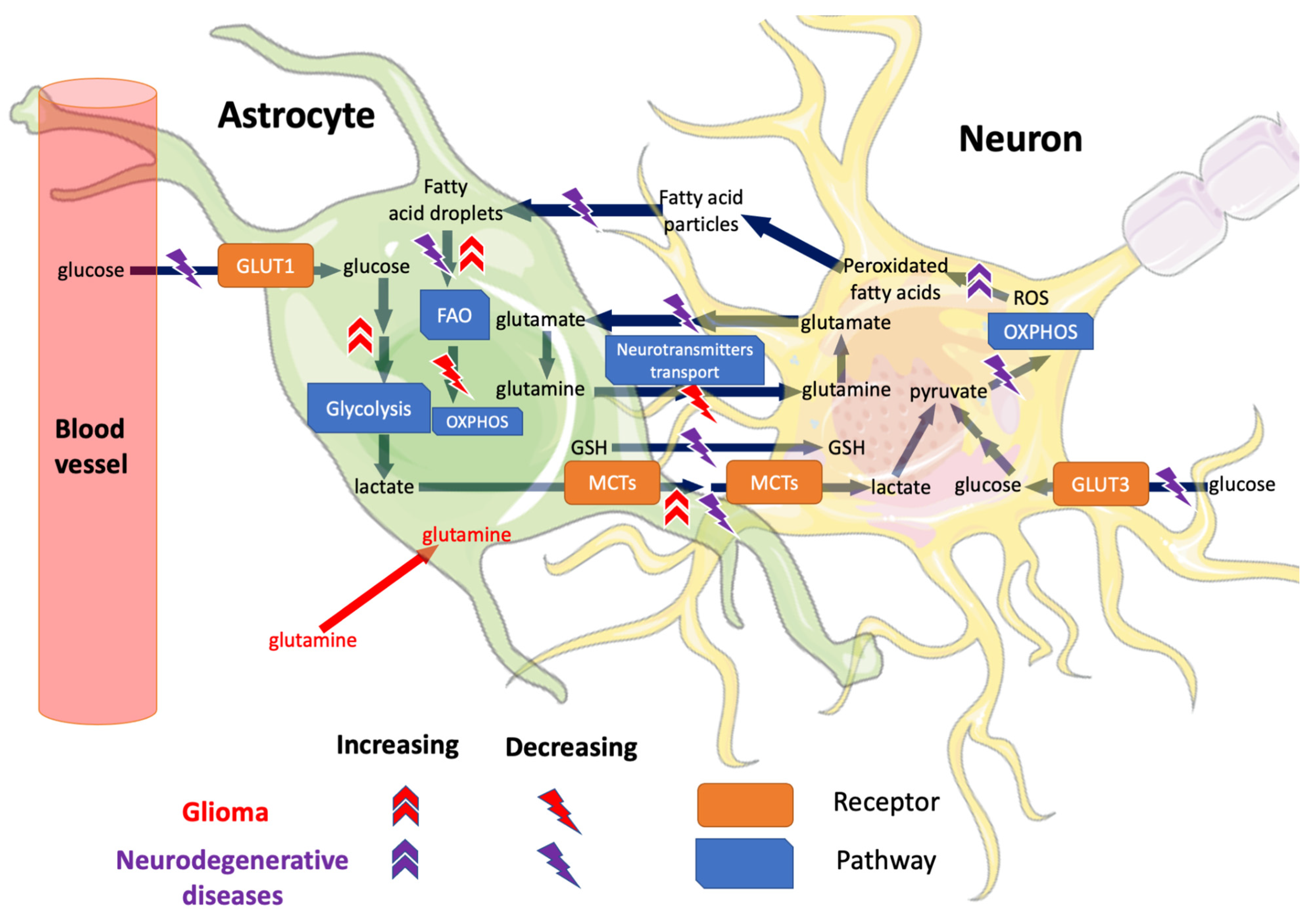 Review of Current Human Genome-Scale Metabolic Models for