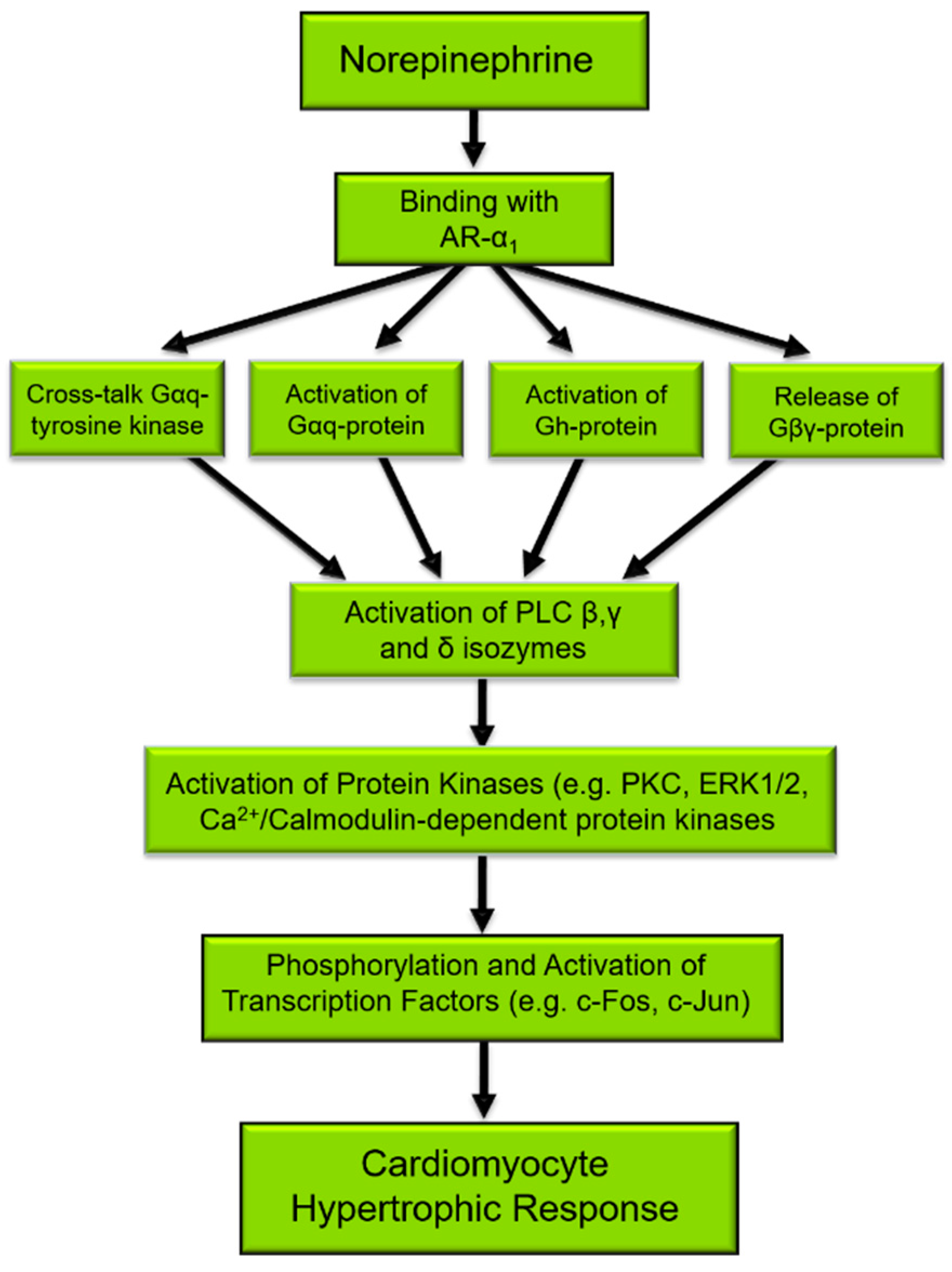 Cells 11 02488 g001 550