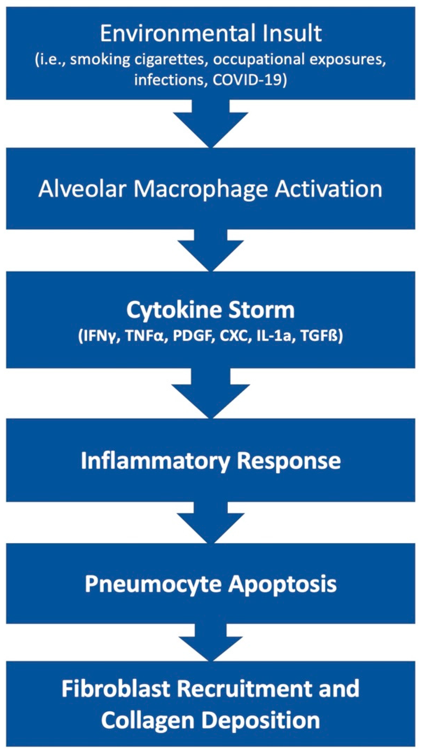 Pathophysiology of pulmonary fibrosis in the context of covid 19 and