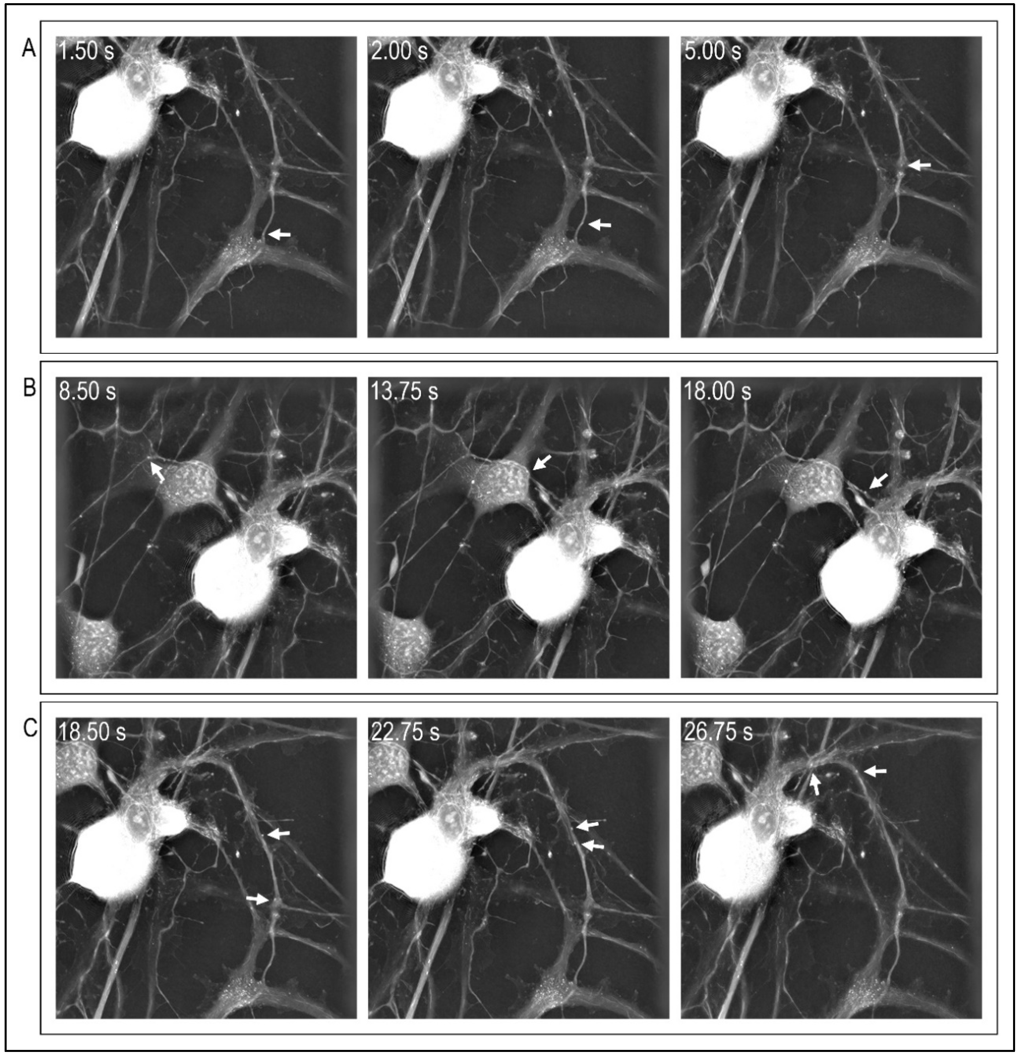 Cells 11 02499 g001 Cells 11 02499 g001