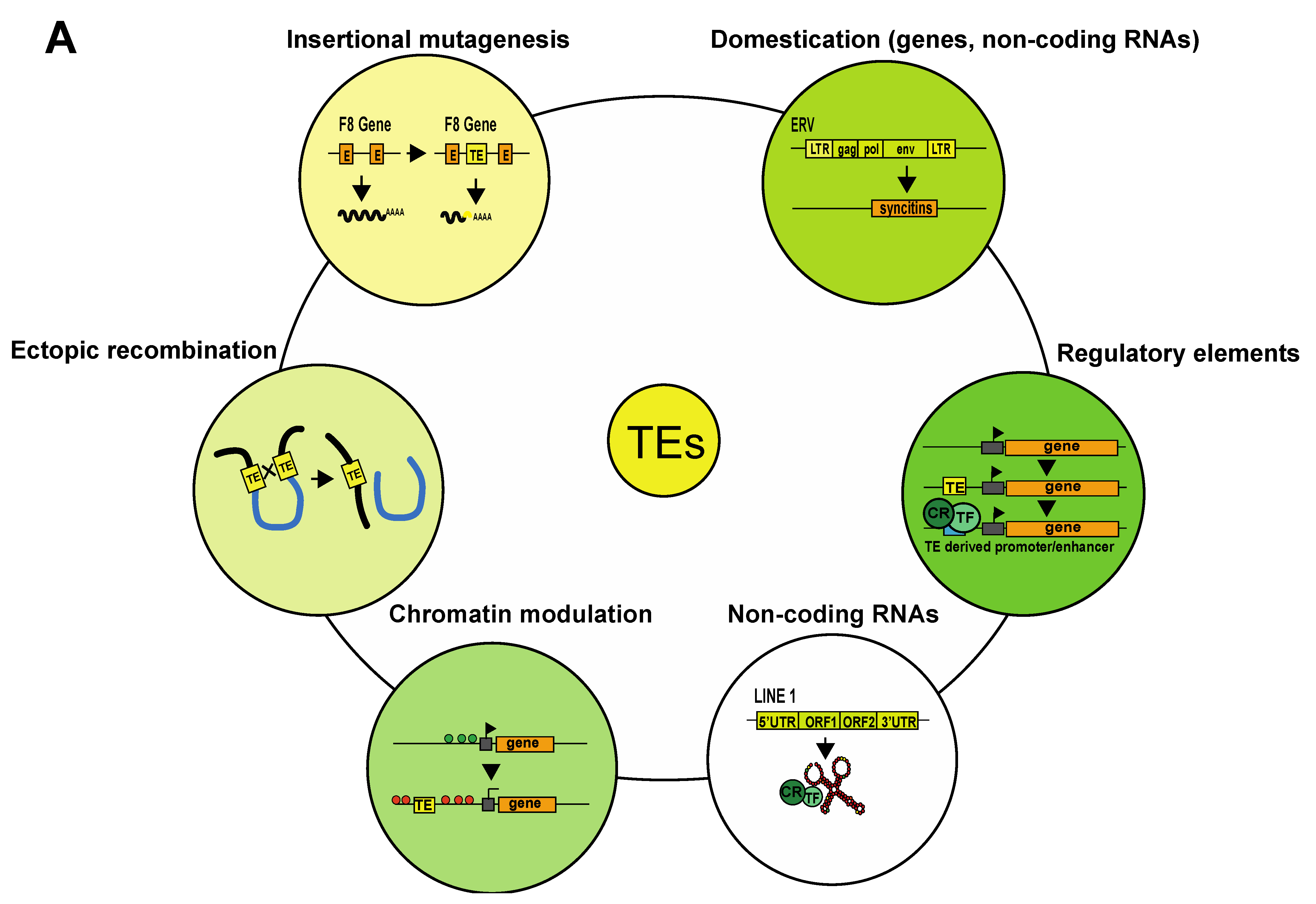 Cells 11 02501 g001a 550