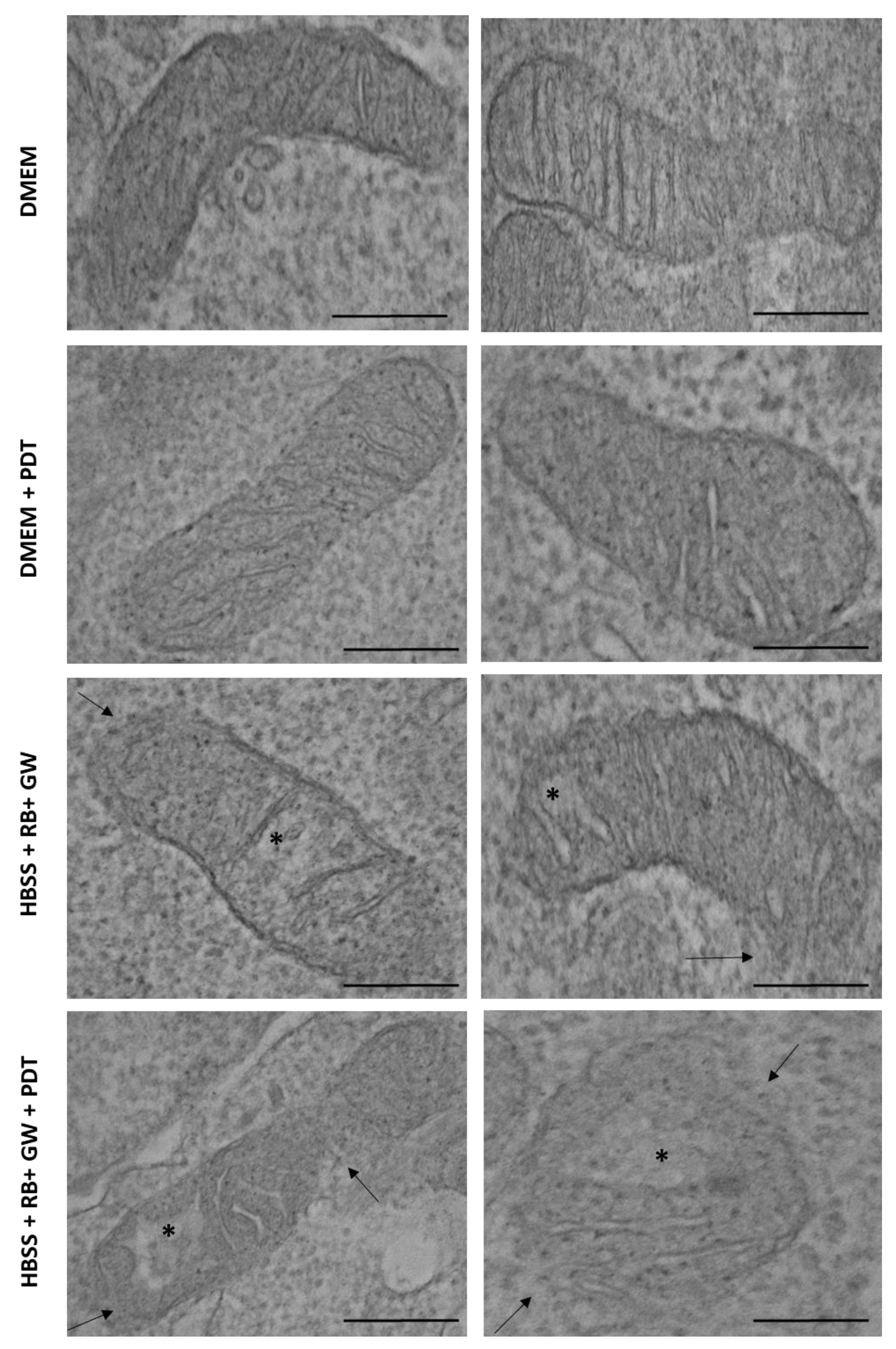 Cells 11 02502 g013 Cells 11 02502 g013