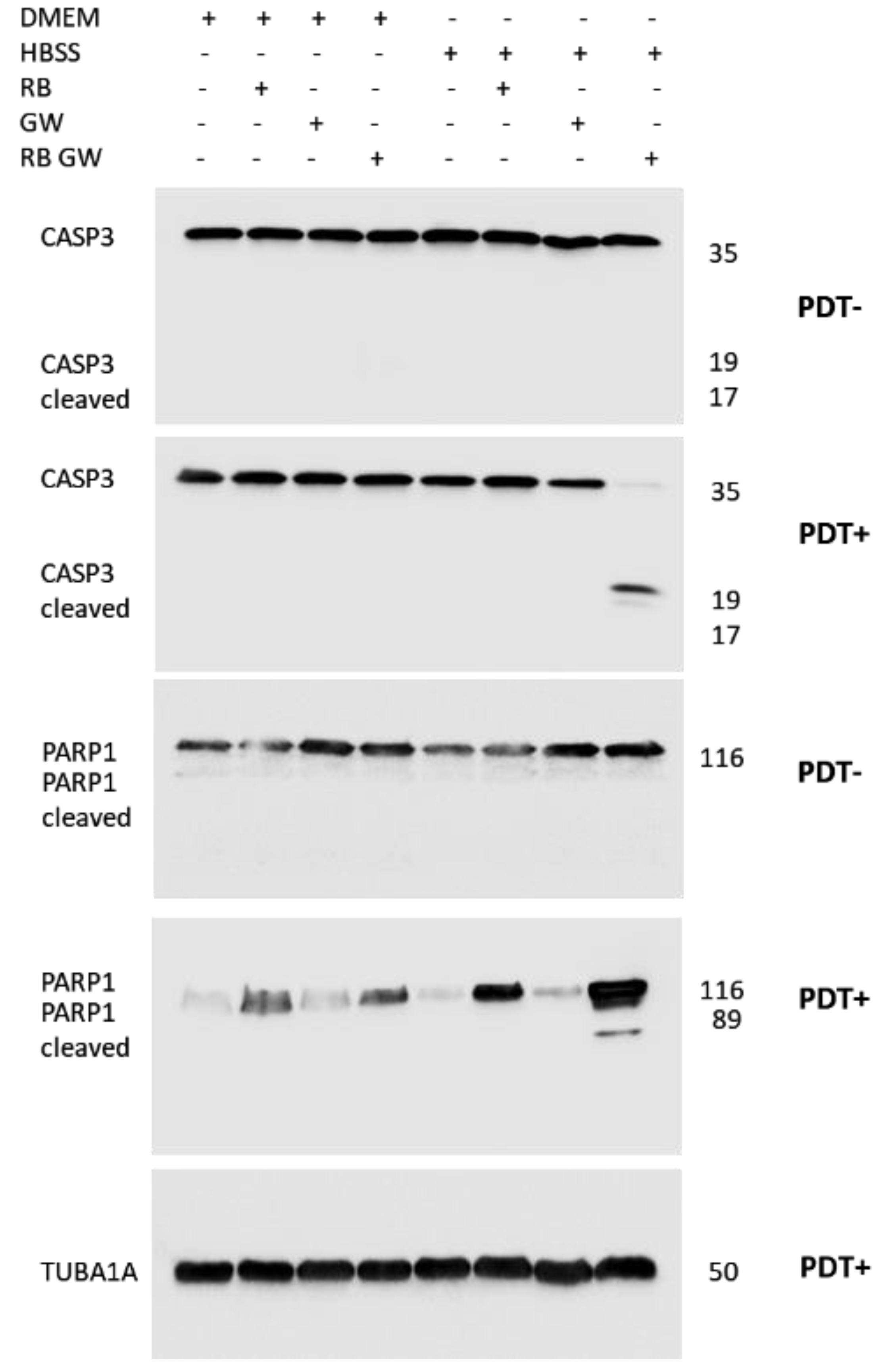 Cells 11 02502 g014 Cells 11 02502 g014