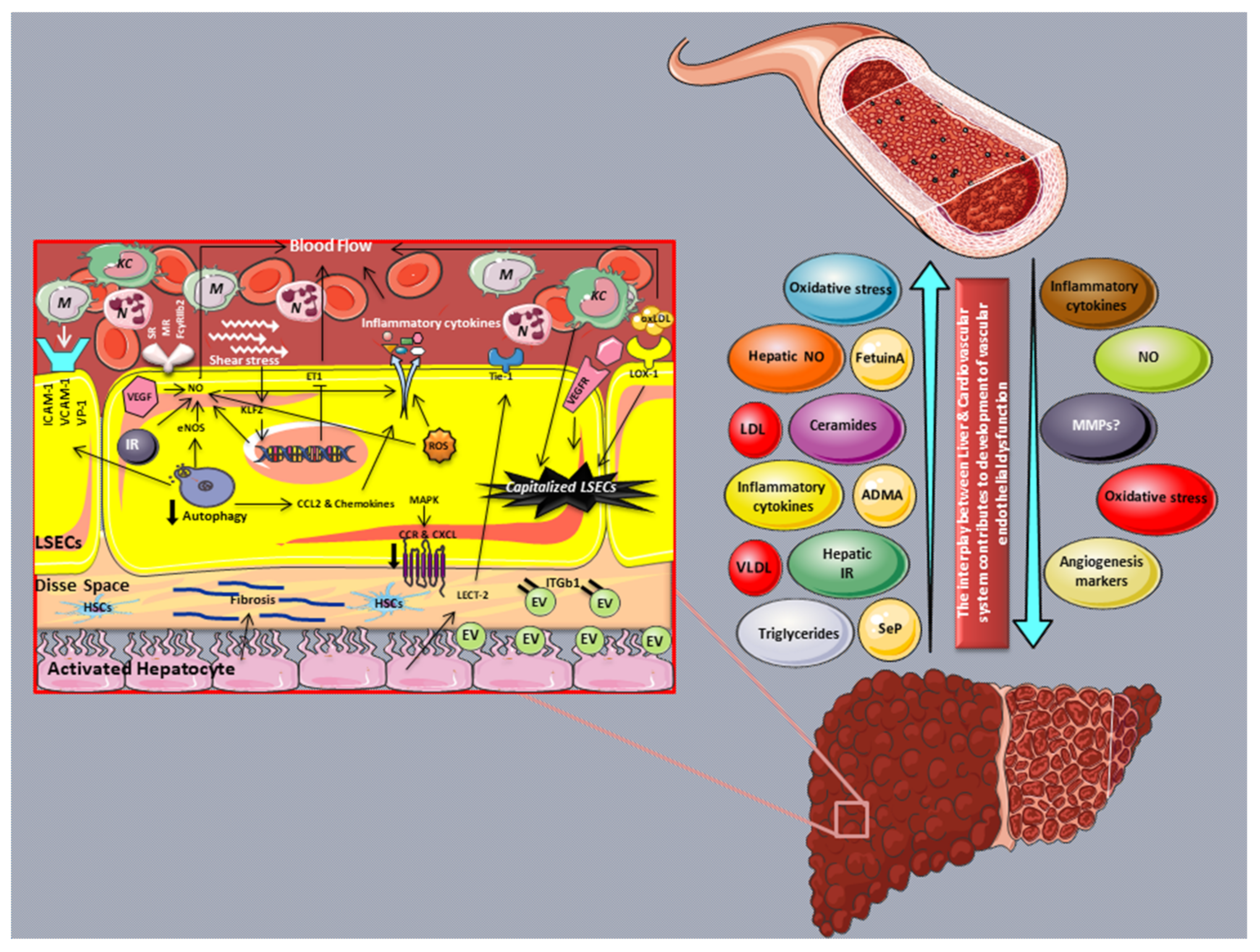 Cells 11 02511 g001 550