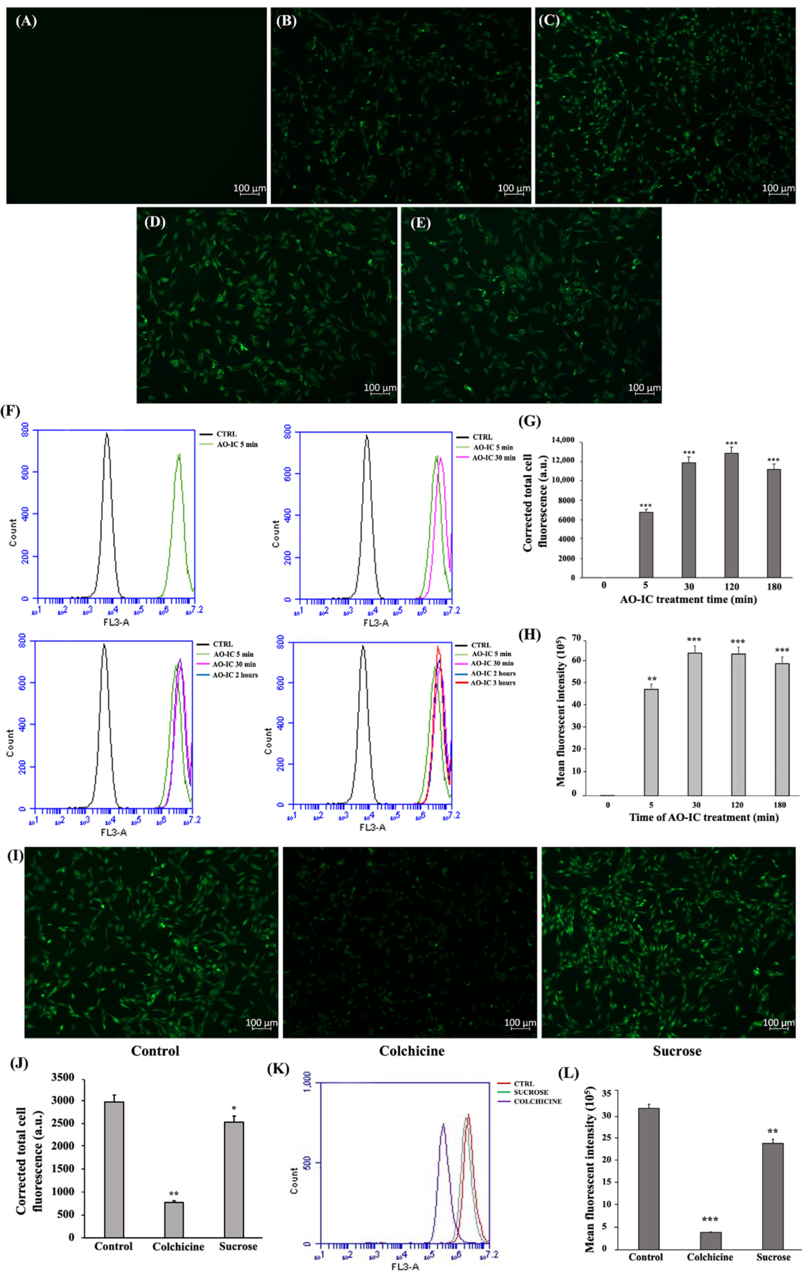 Cells 11 02512 g005 550