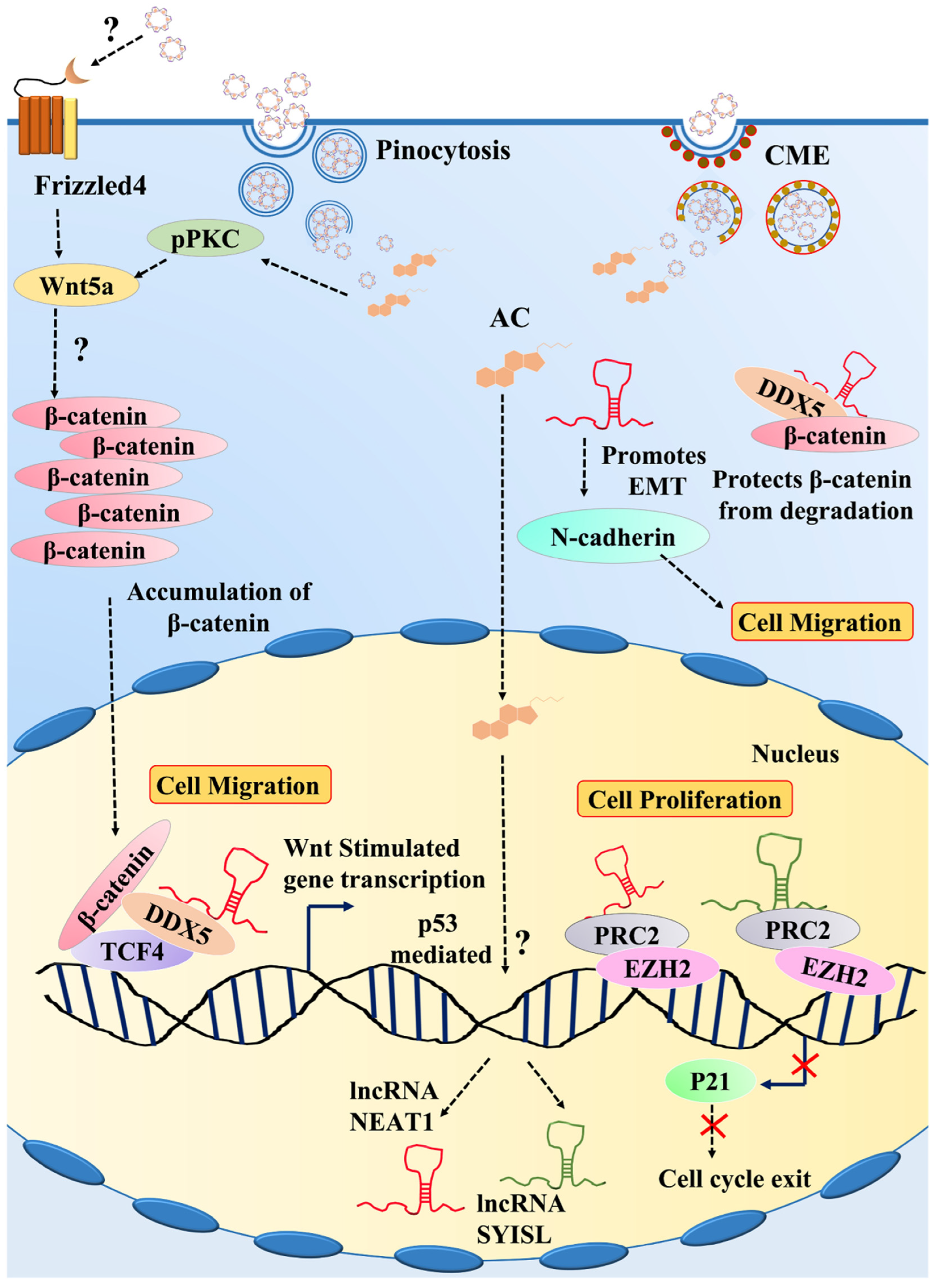 Cells 11 02512 g008 550