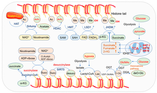 An Epigenetic Role of Mitochondria in Cancer