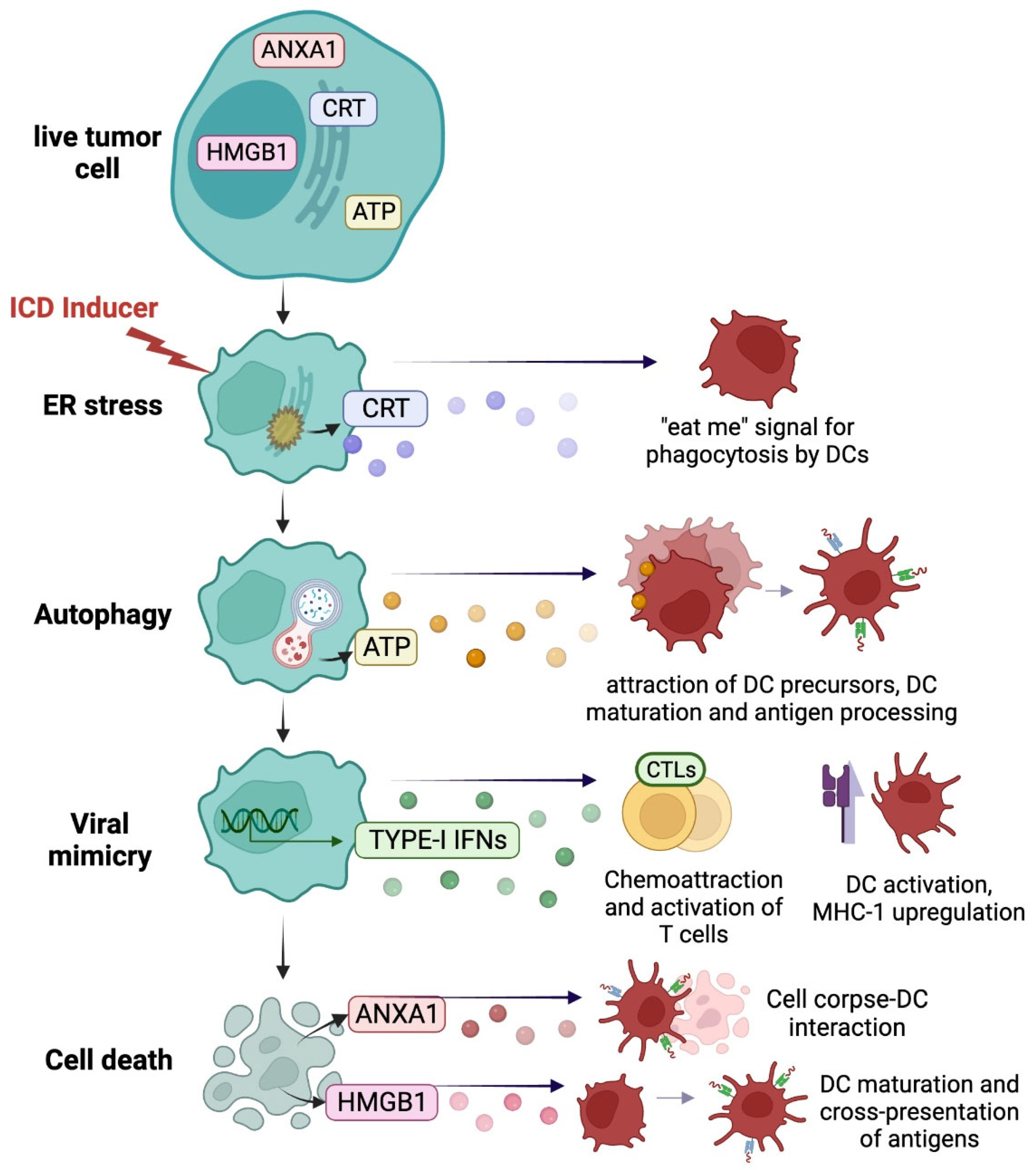 Cells Free FullText Promises and Challenges of Immunogenic Chemotherapy in Multiple Myeloma