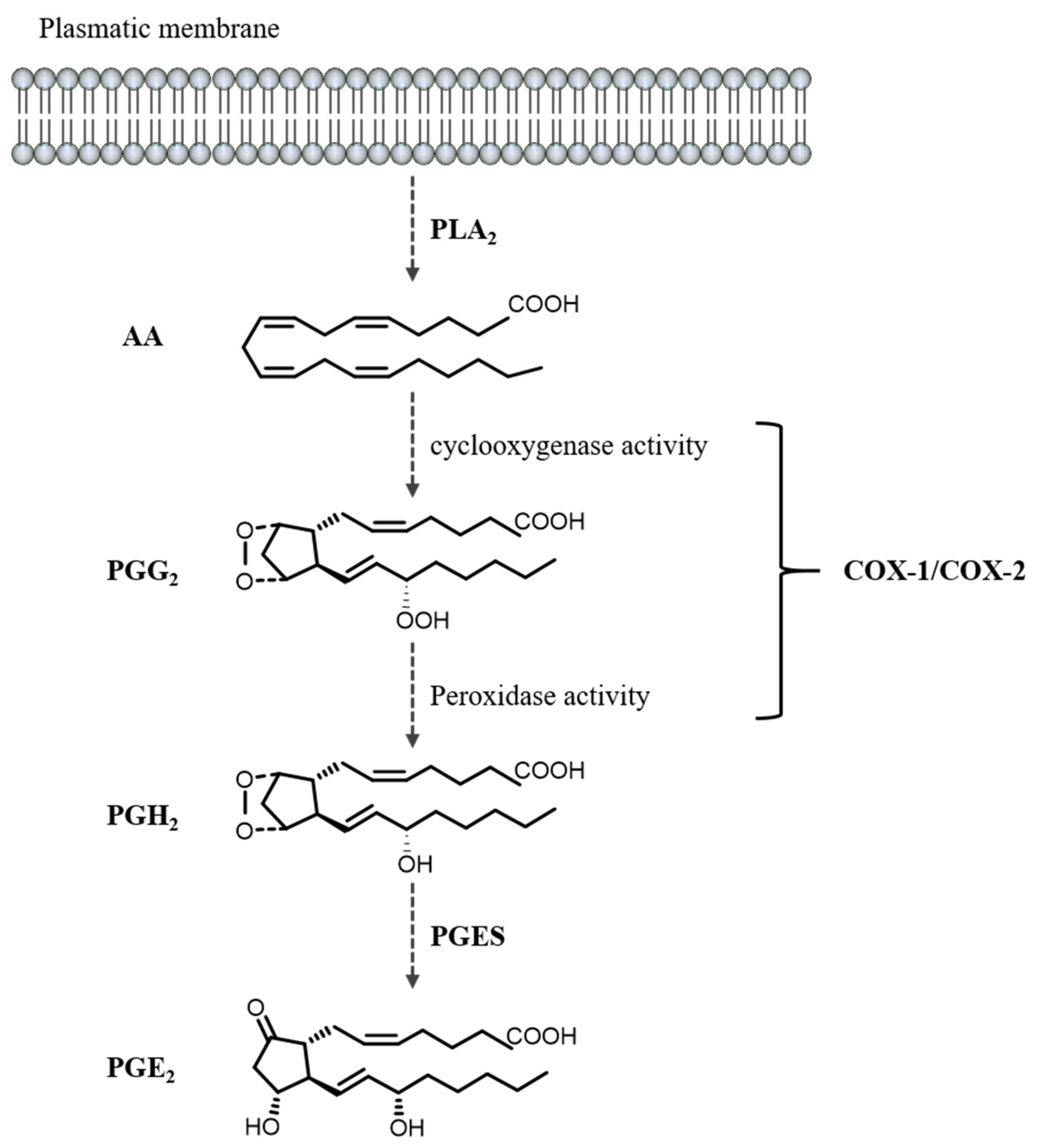 Cells 11 02528 g002 Cells 11 02528 g002