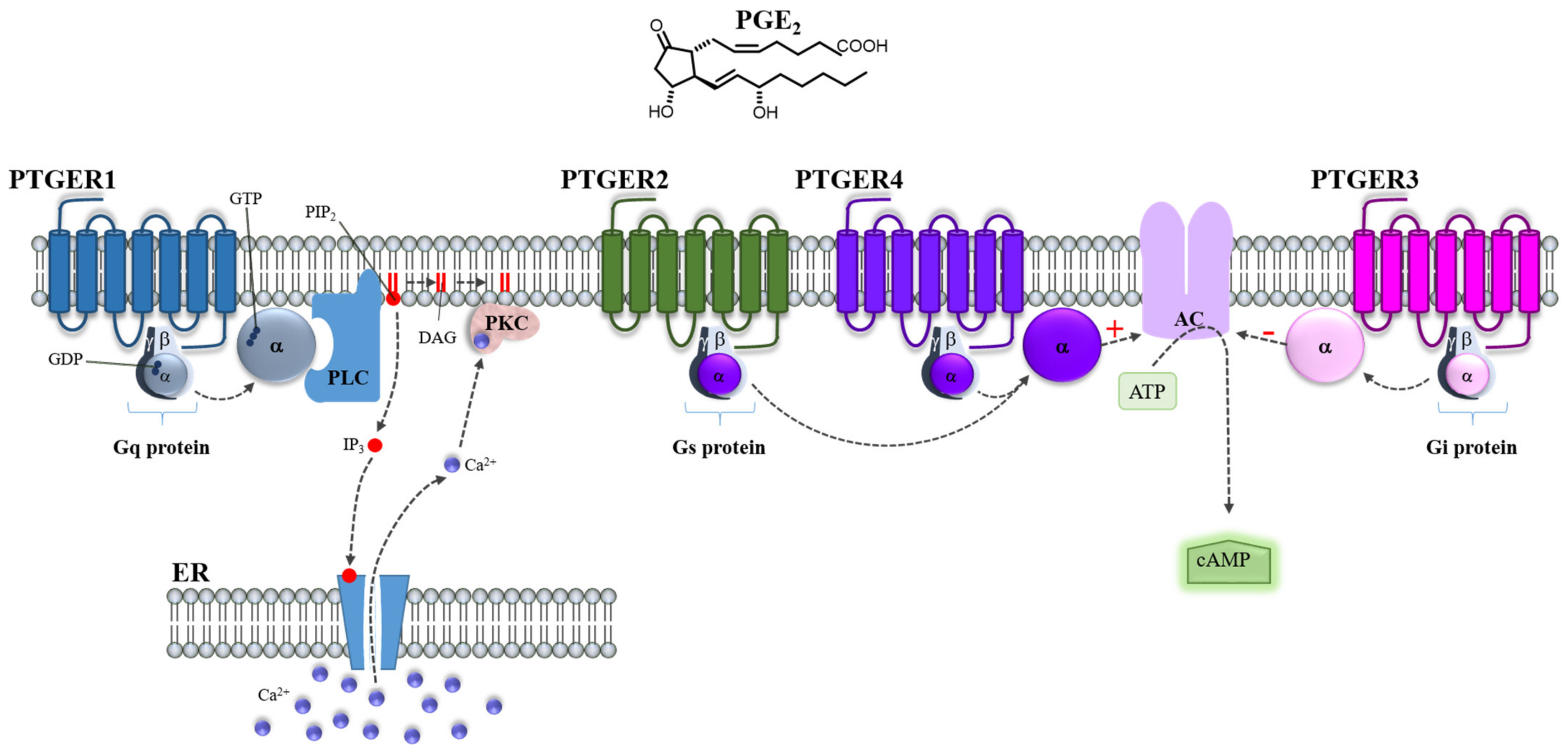 Cells 11 02528 g003 Cells 11 02528 g003