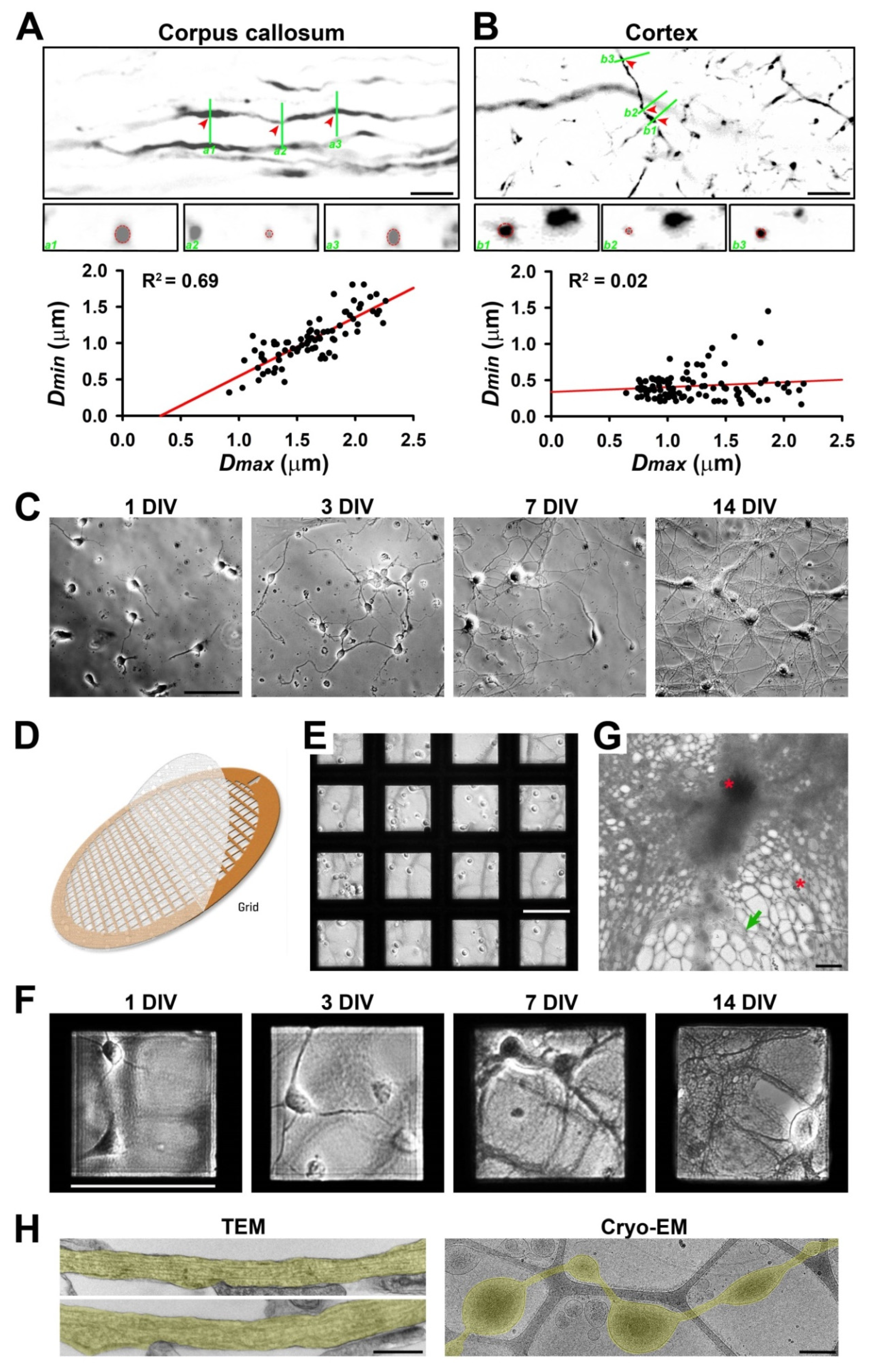 Cells 11 02533 g001 Cells 11 02533 g001