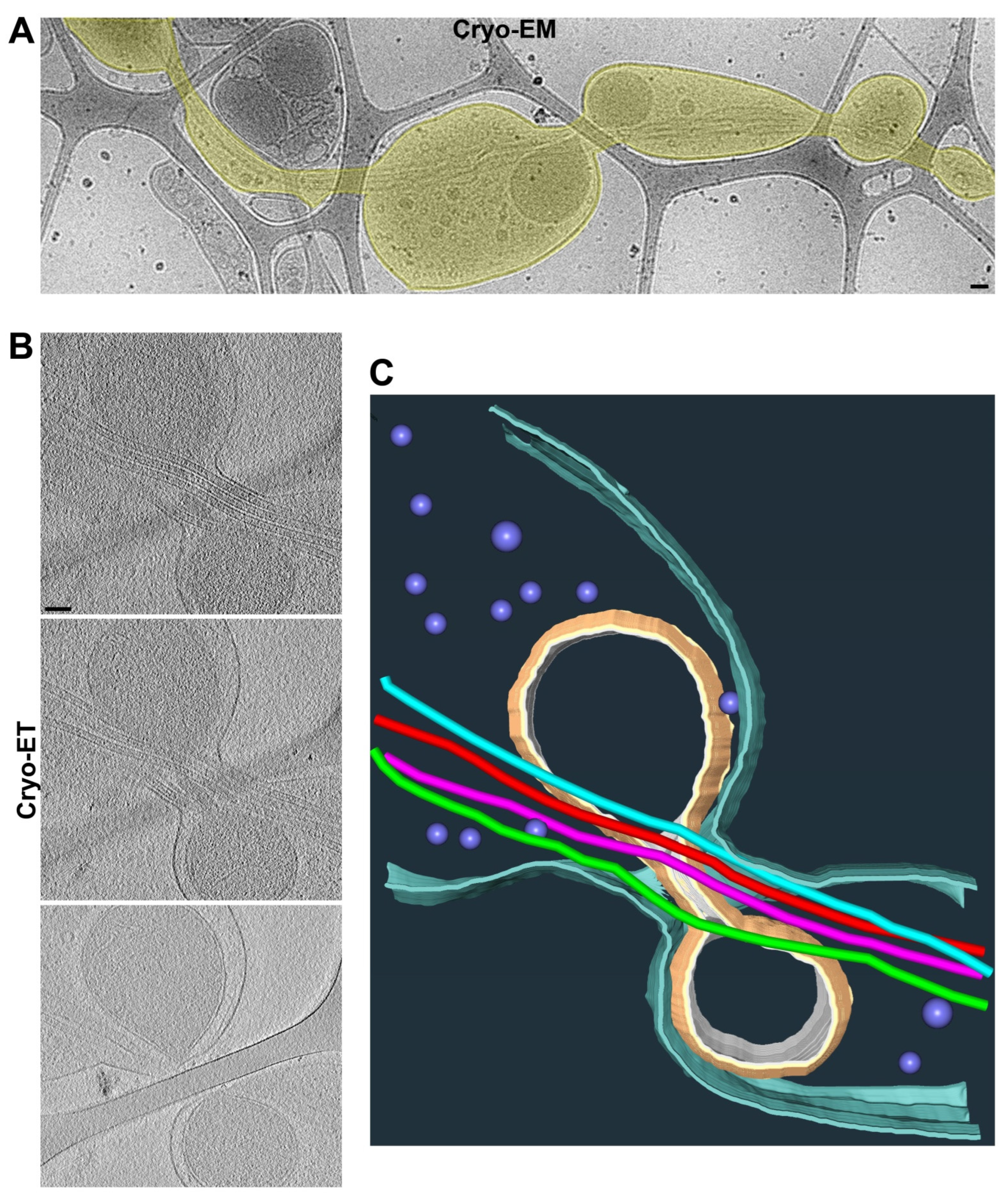 Cells 11 02533 g003 Cells 11 02533 g003