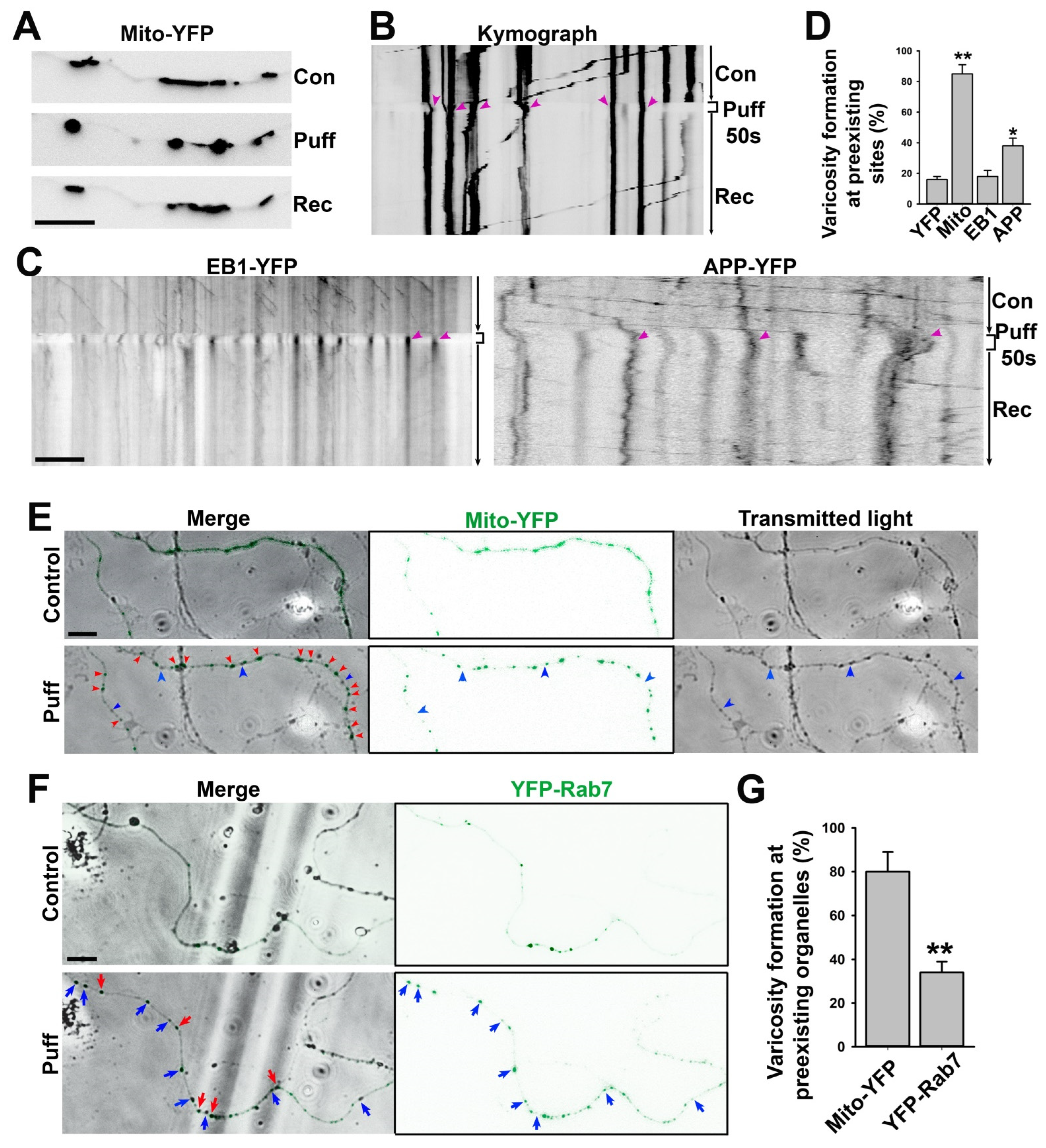 Cells 11 02533 g004 Cells 11 02533 g004