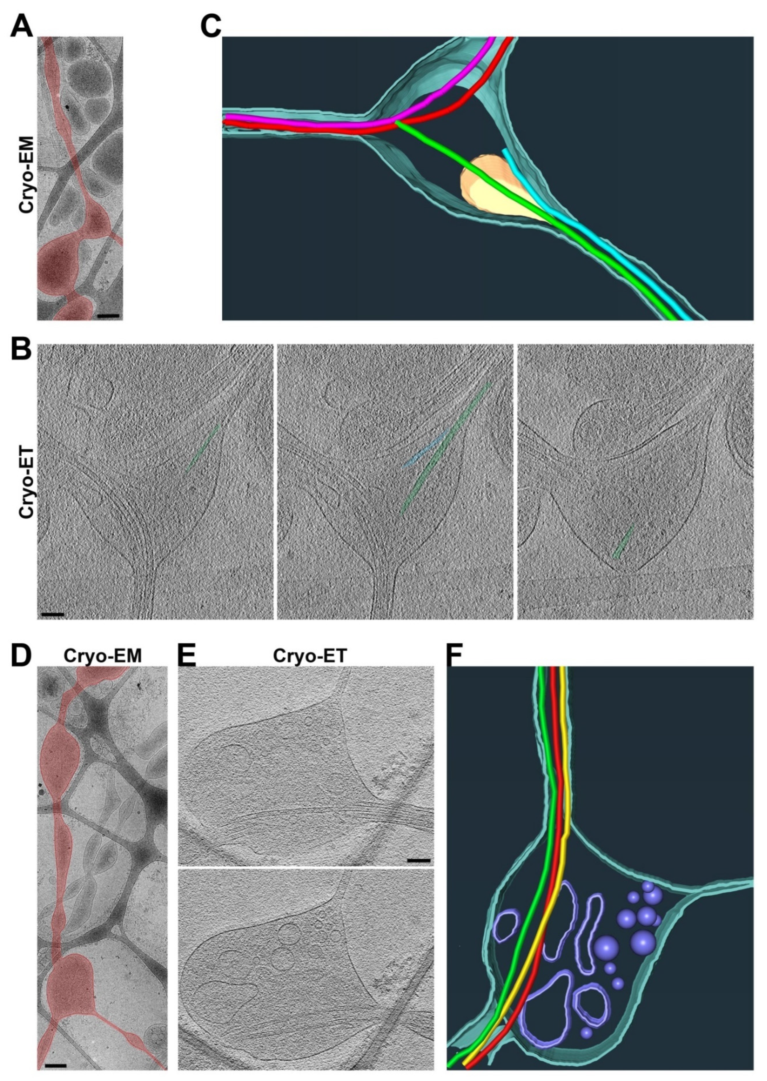 Cells 11 02533 g005 Cells 11 02533 g005