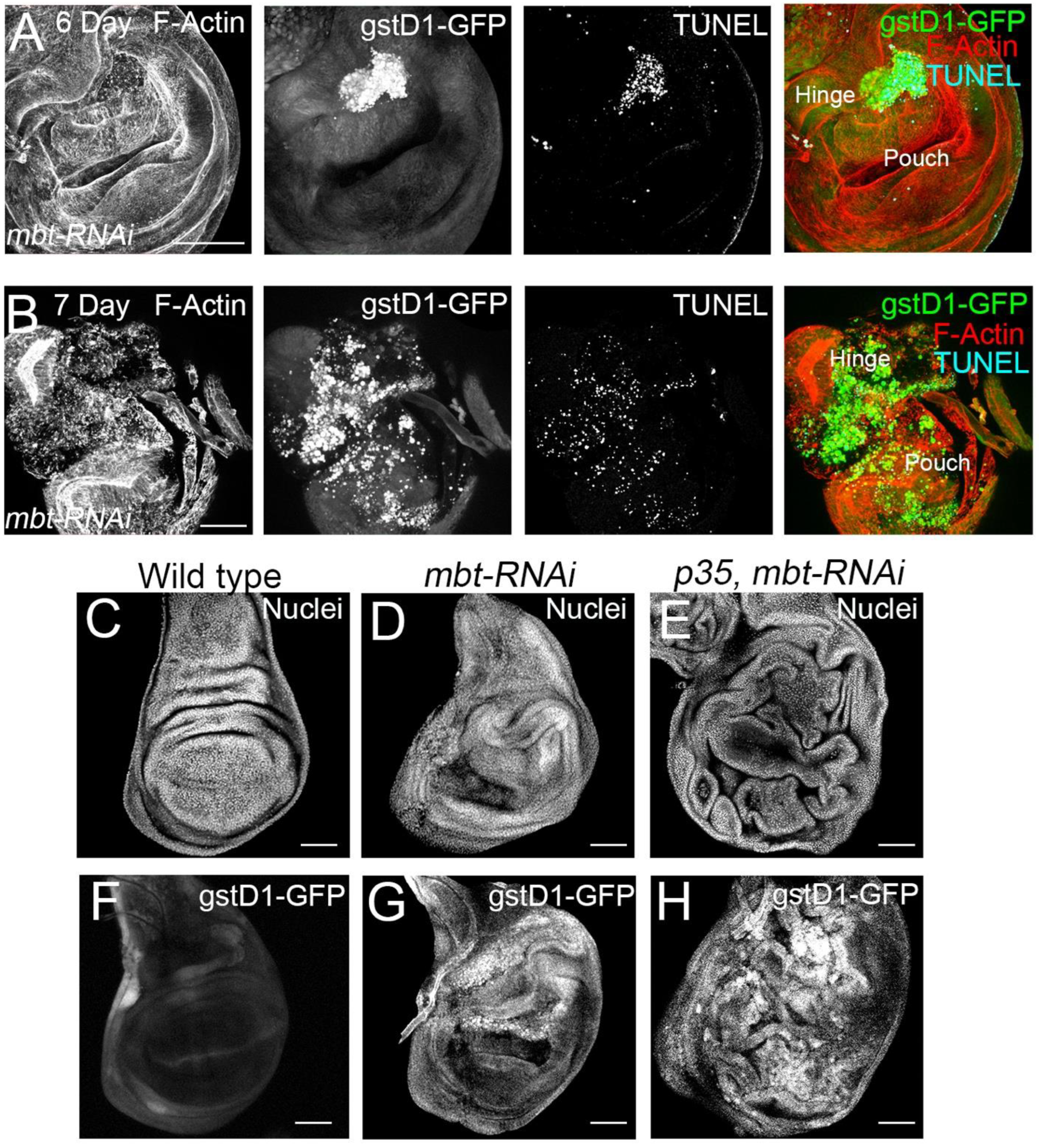 Cells 11 02542 g004 550