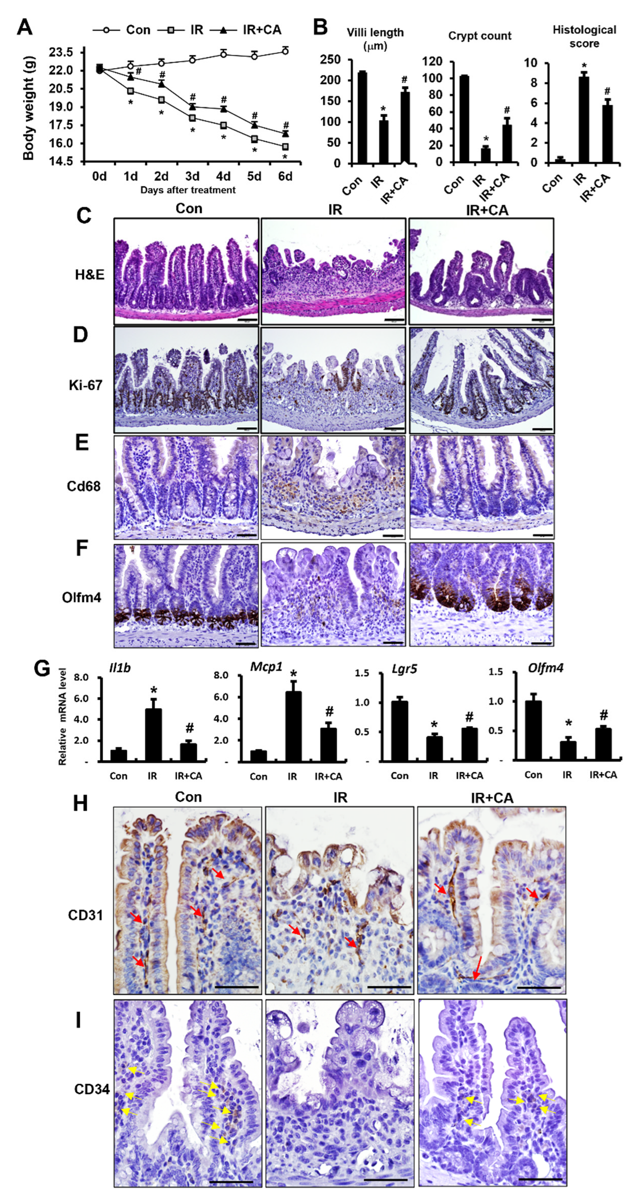 Cells 11 02544 g002 550