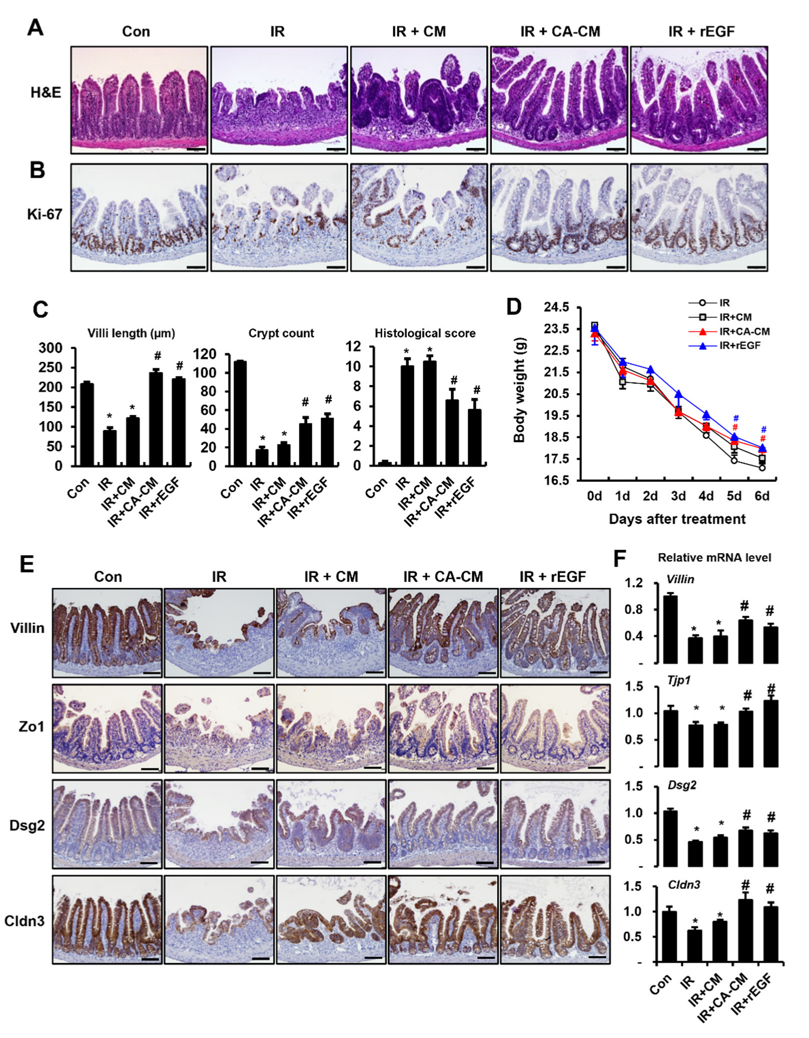 Cells 11 02544 g007 550