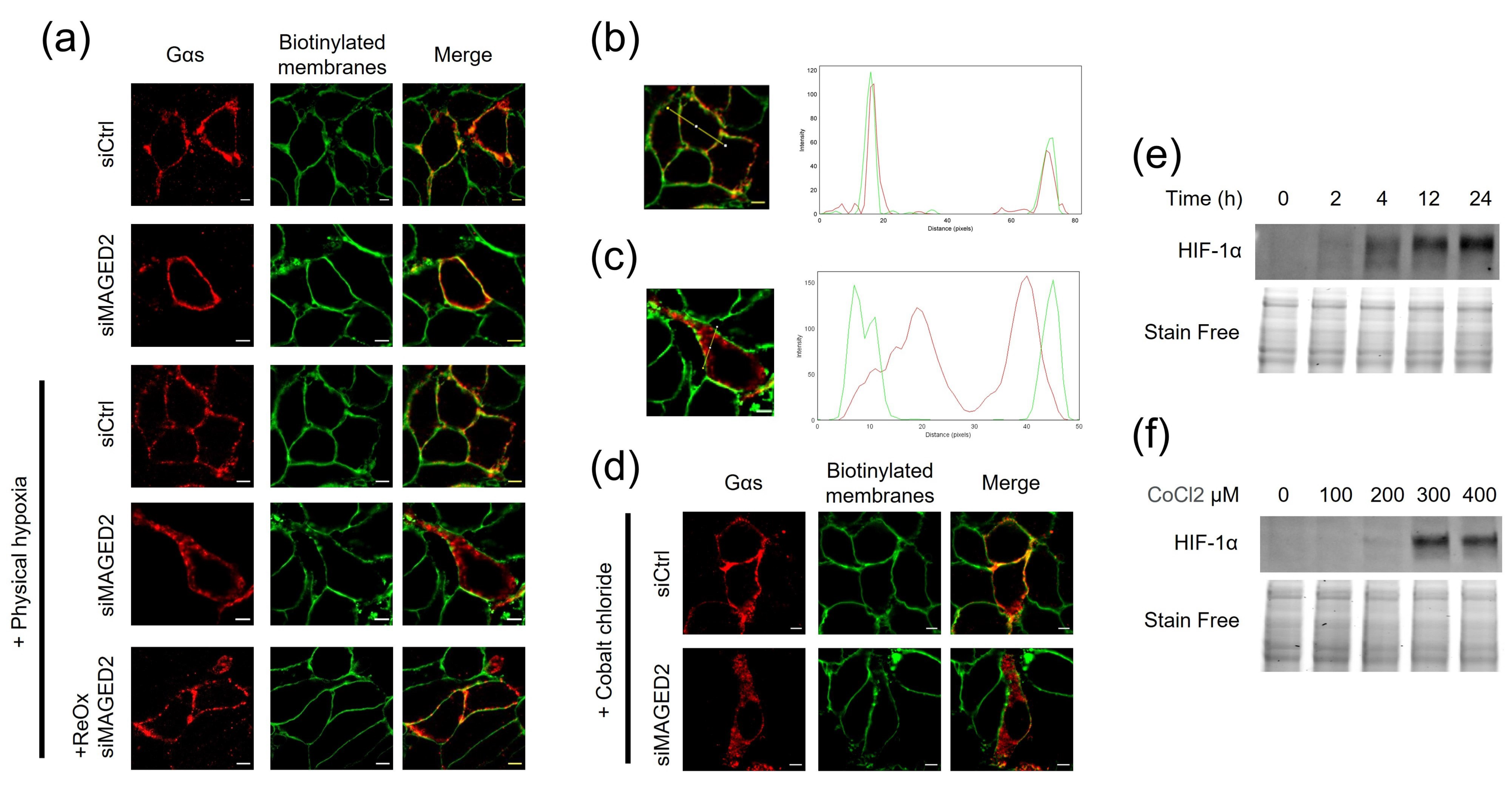 Cells 11 02546 g001 Cells 11 02546 g001