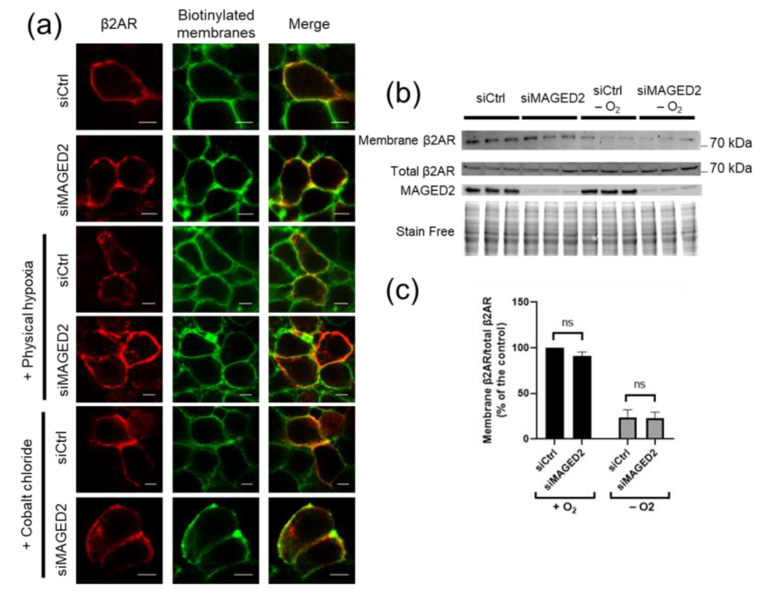 Cells 11 02546 g002 Cells 11 02546 g002