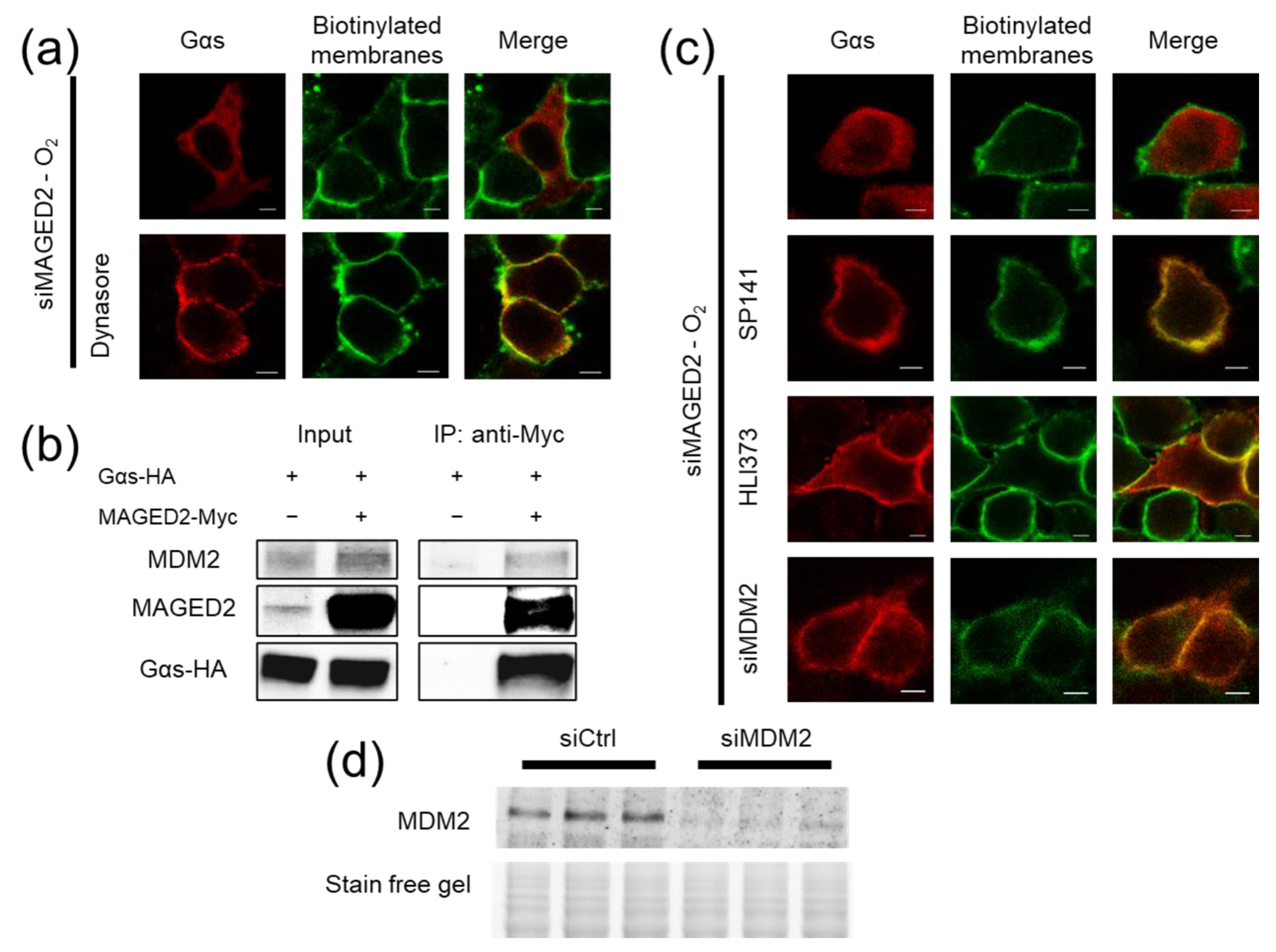 Cells 11 02546 g004 Cells 11 02546 g004