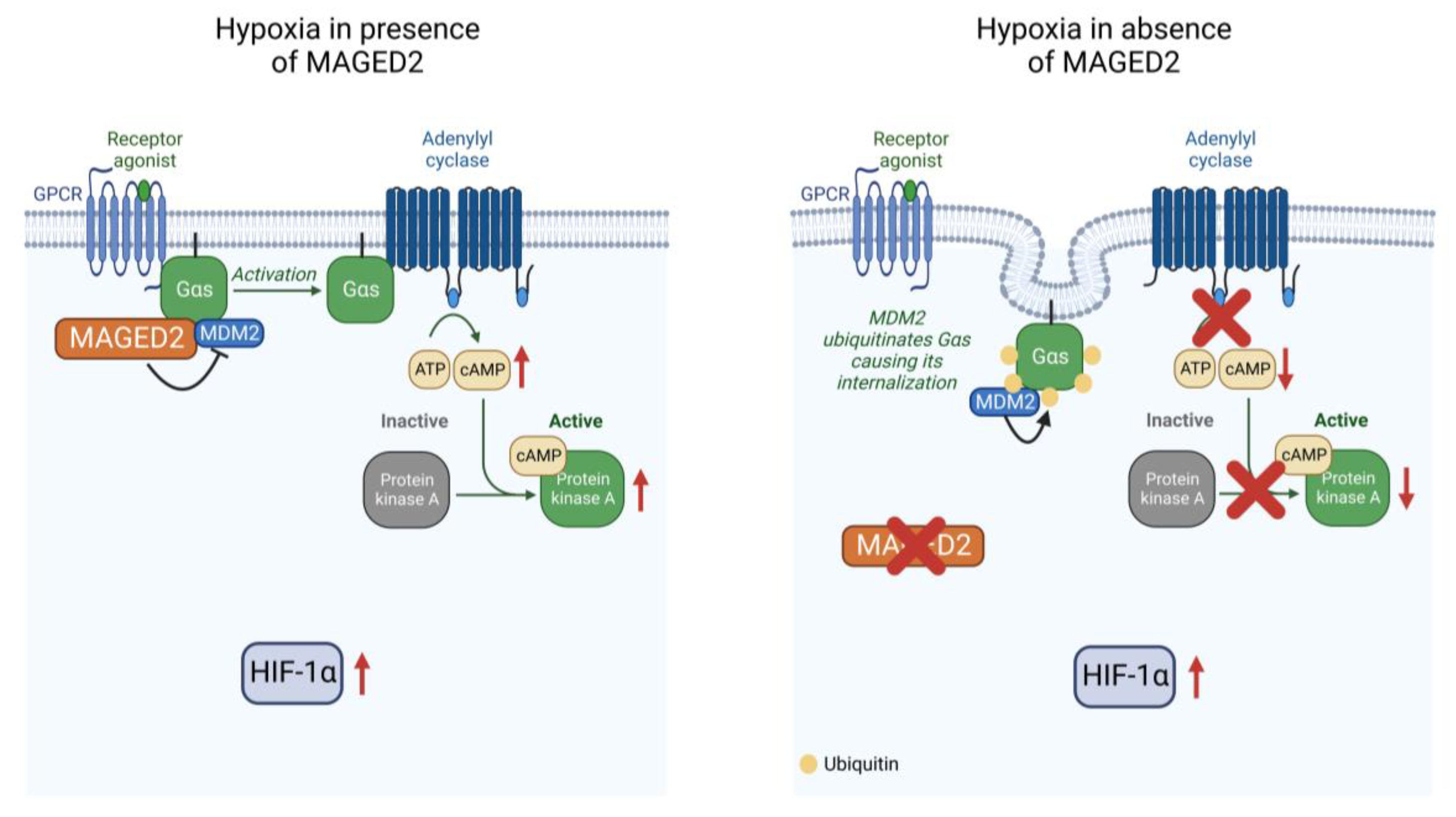 Cells 11 02546 g006 Cells 11 02546 g006