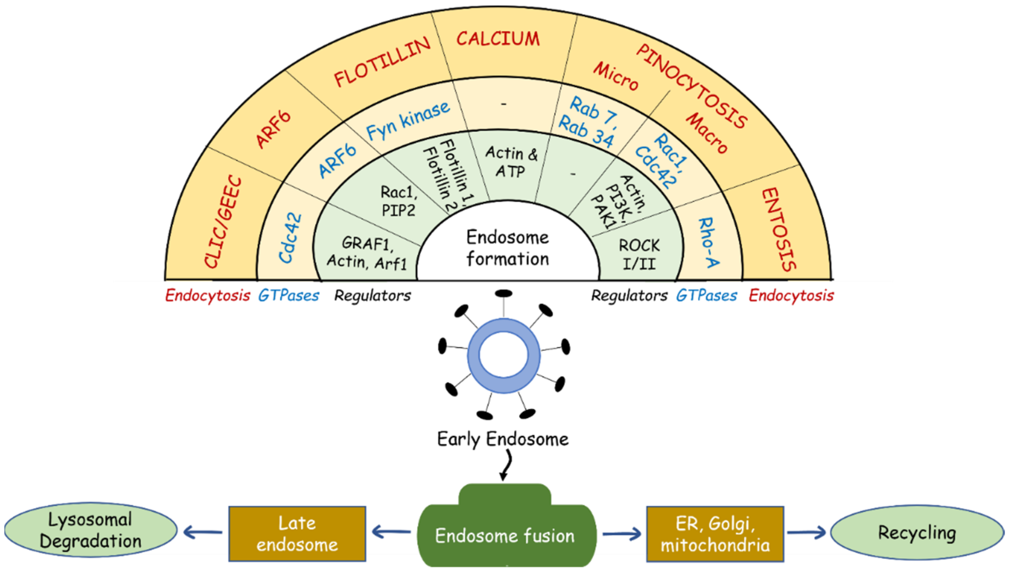 Cells 11 02557 g001 Cells 11 02557 g001