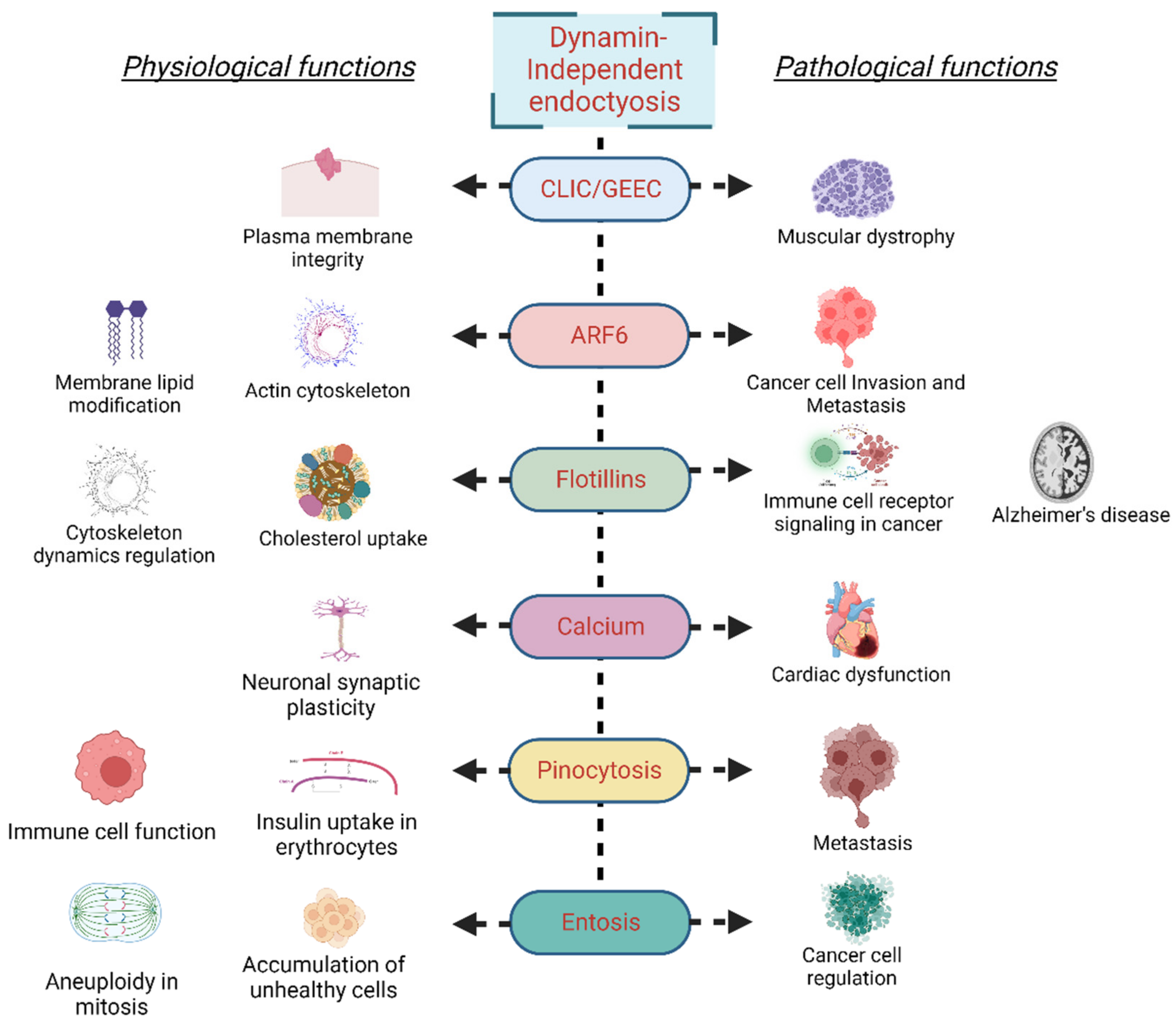Cells 11 02557 g002 Cells 11 02557 g002