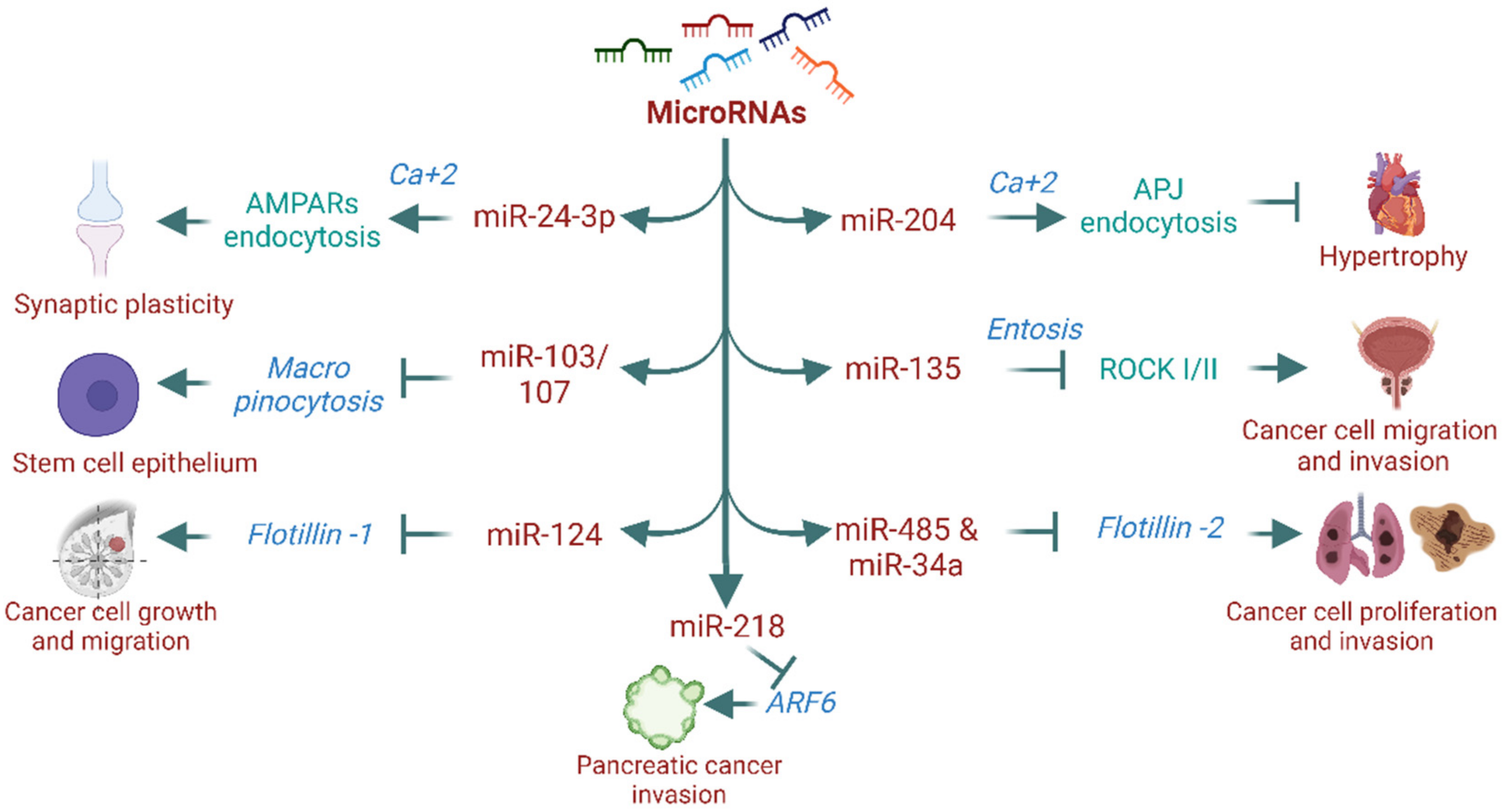 Cells 11 02557 g003 Cells 11 02557 g003