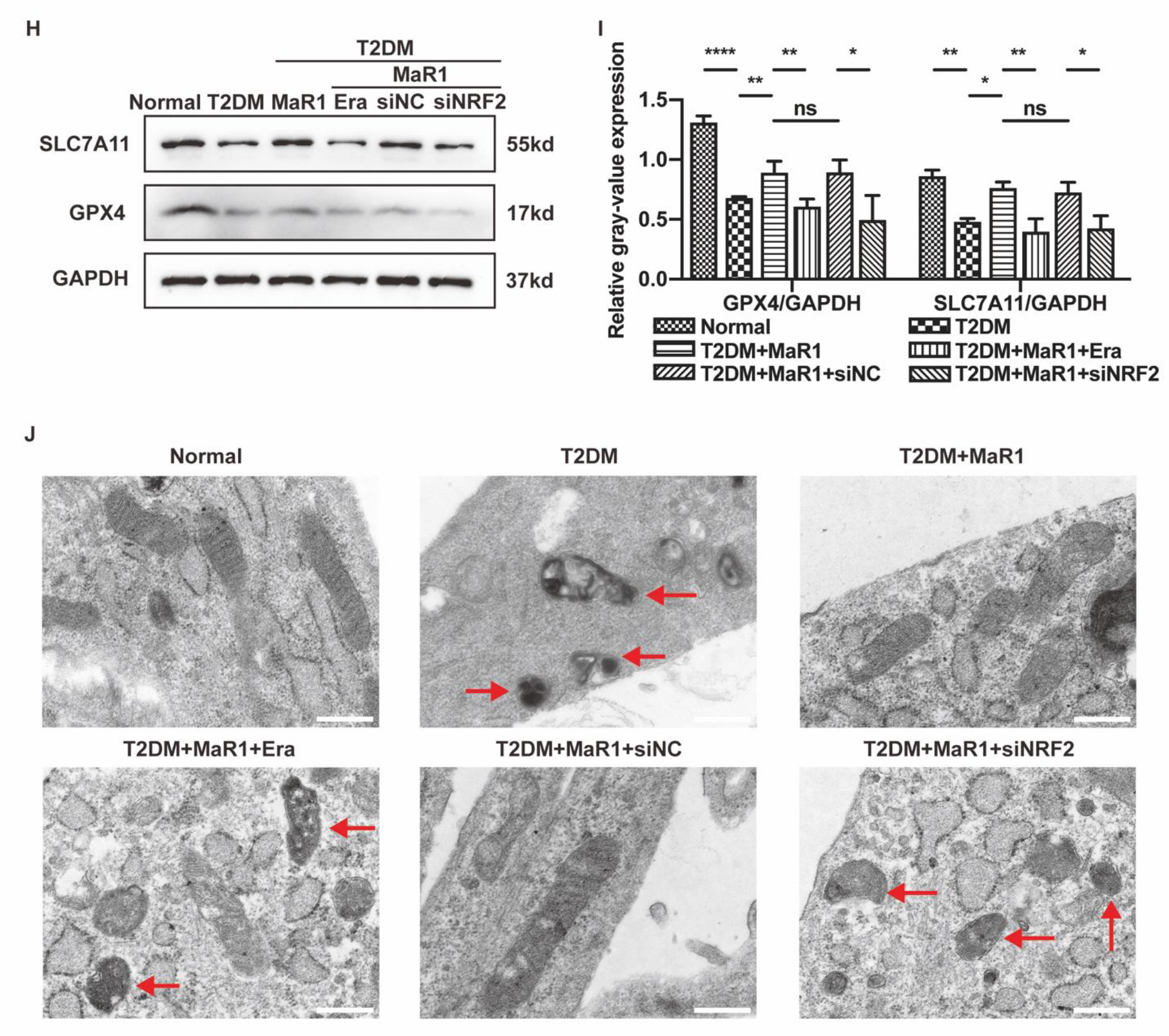 Cells 11 02560 g003b 550