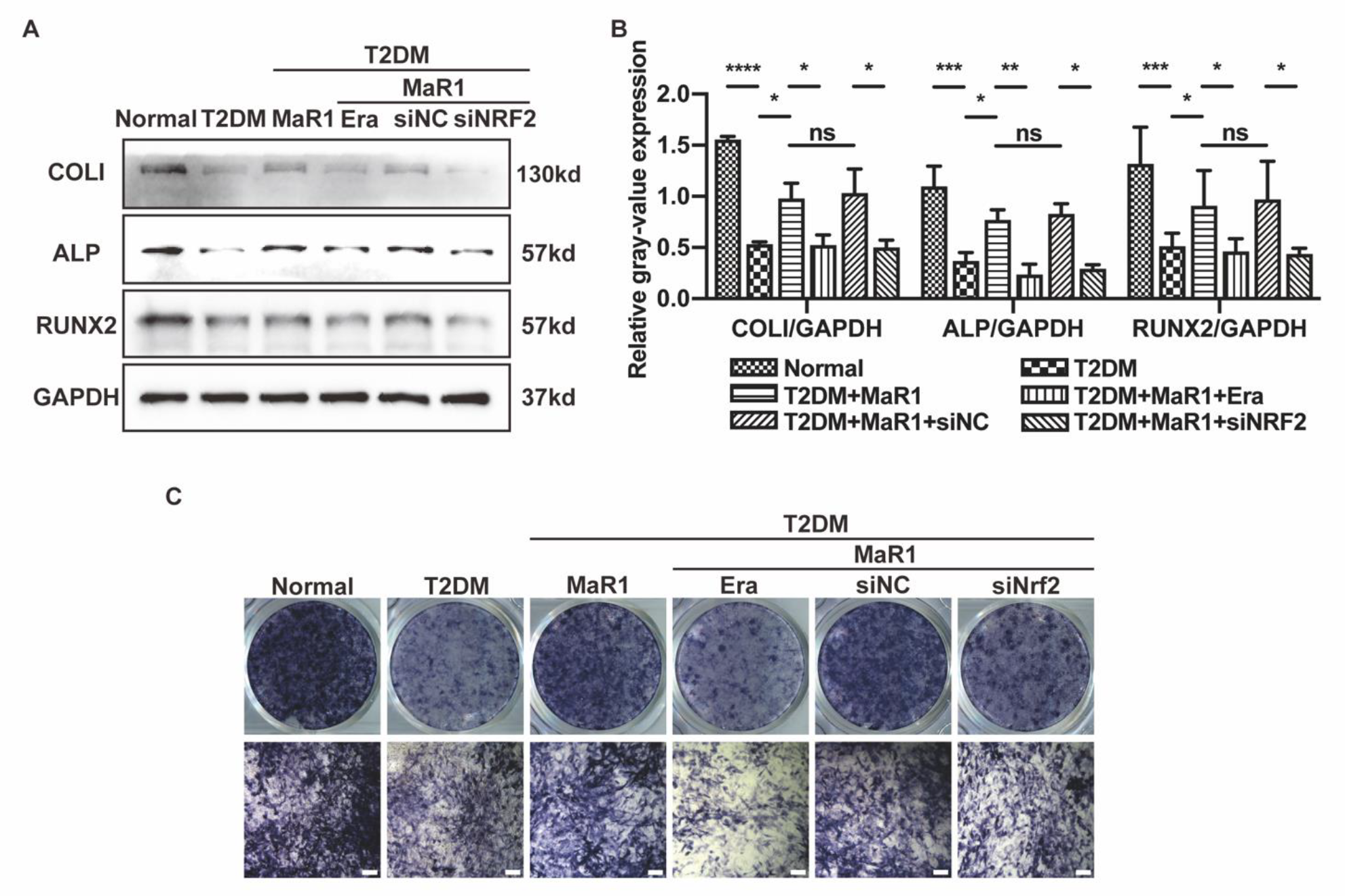Cells 11 02560 g0a3 550