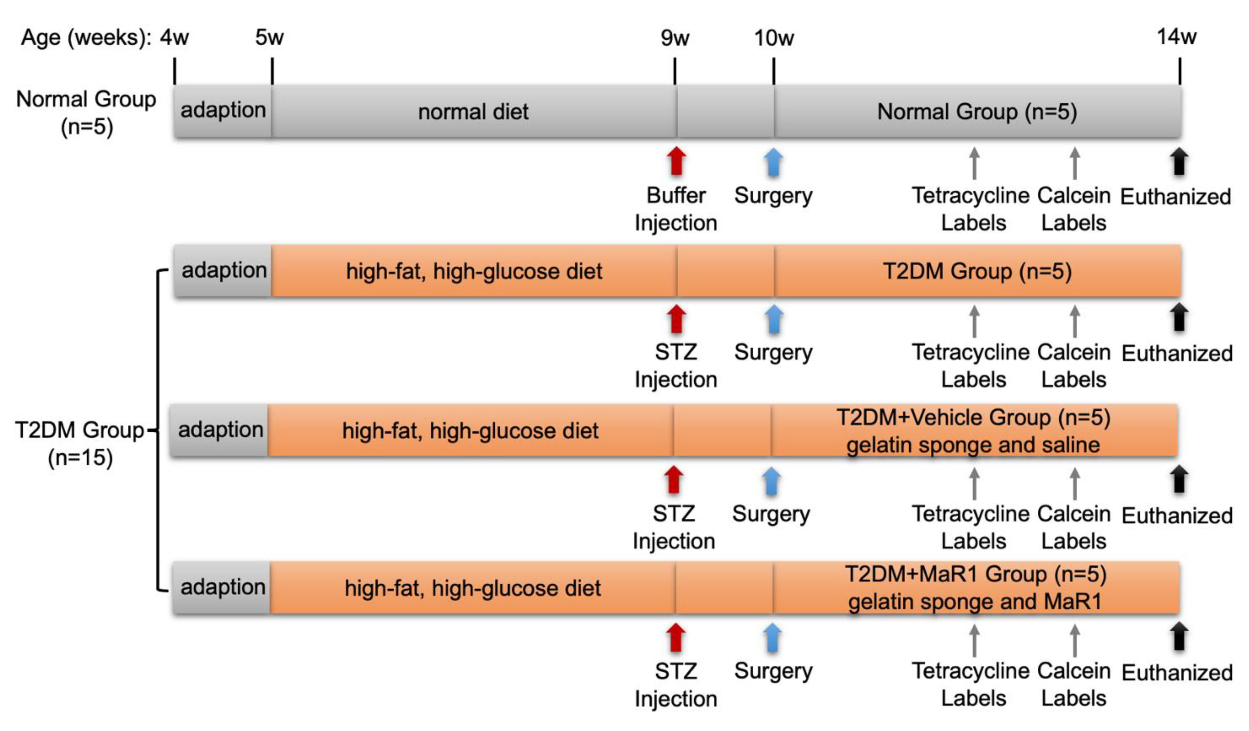 Cells 11 02560 g0a6 550