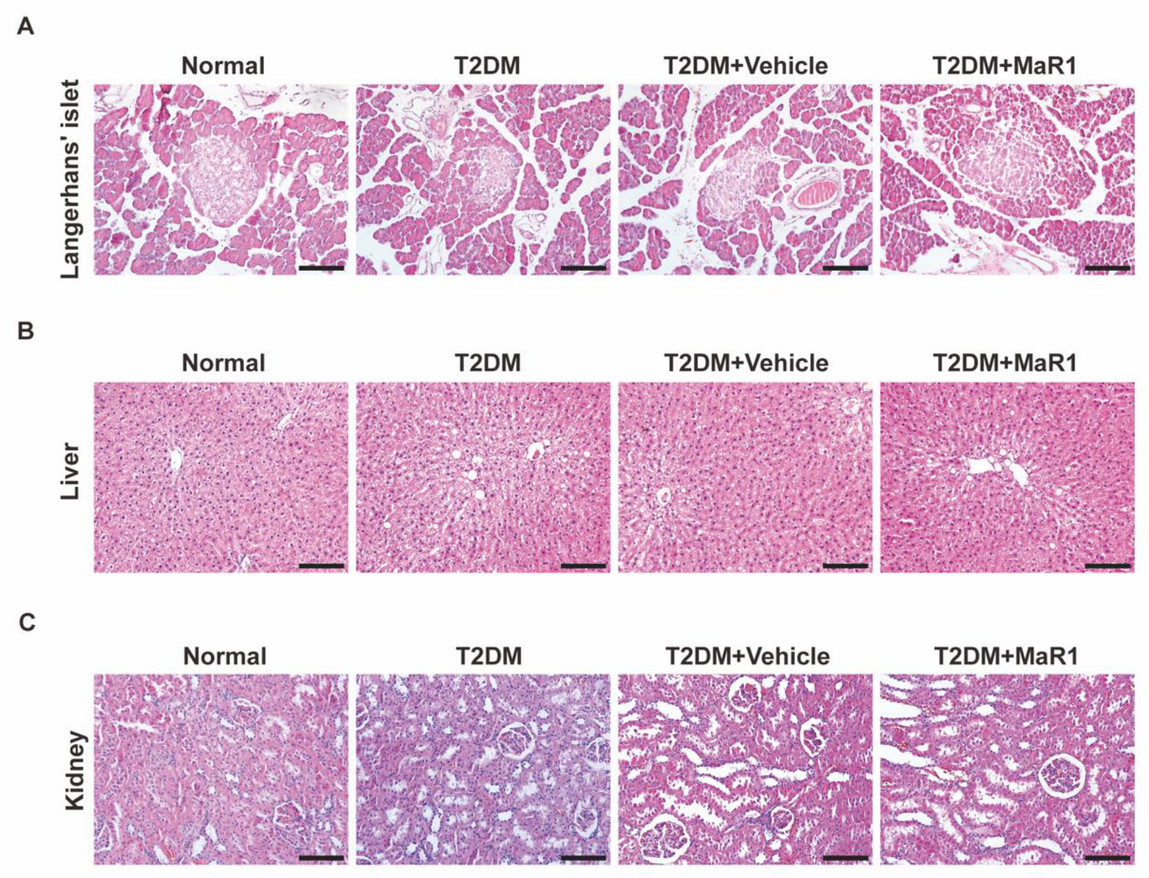 Cells 11 02560 g0a7 550