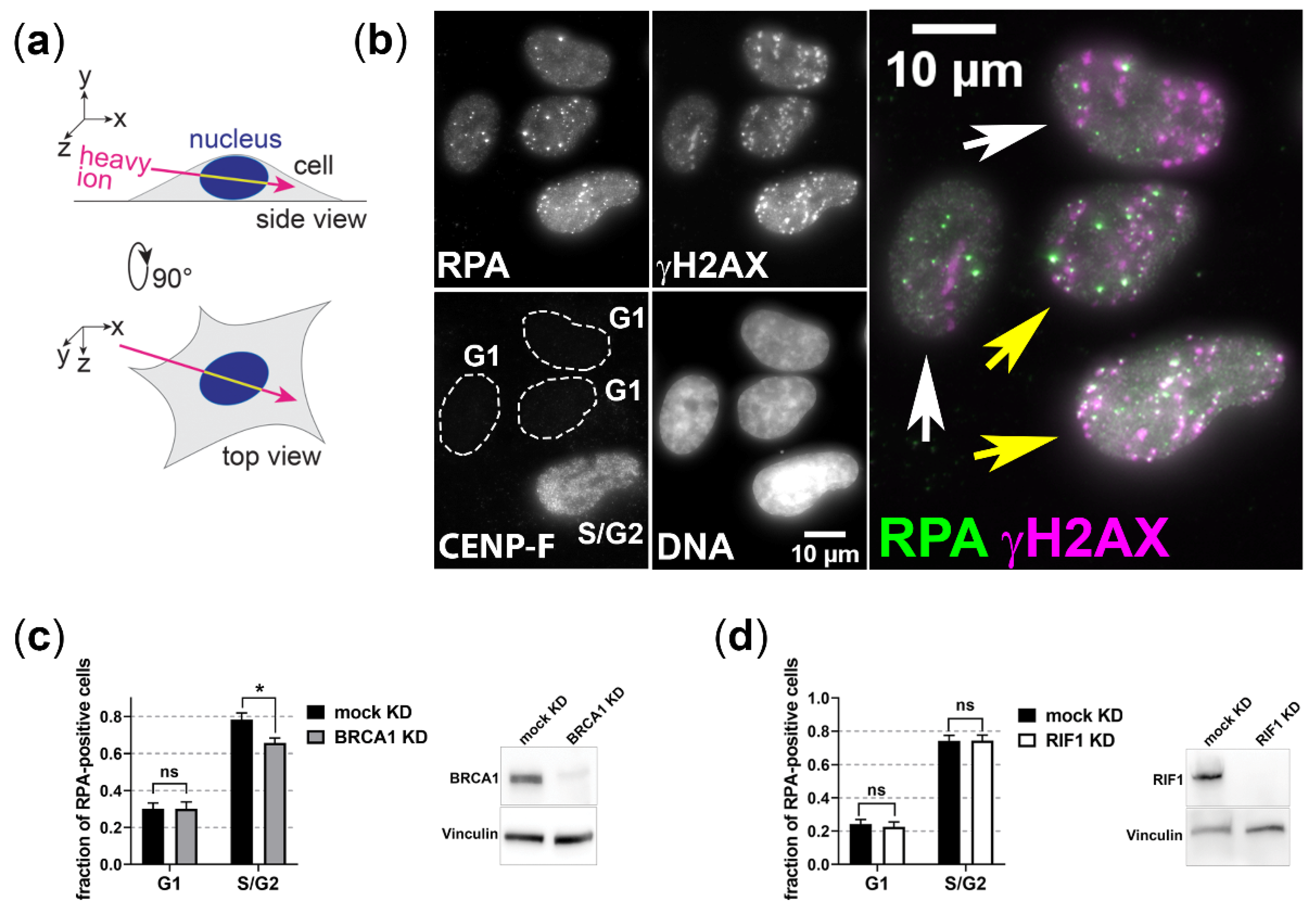 Cells 11 02561 g001 Cells 11 02561 g001