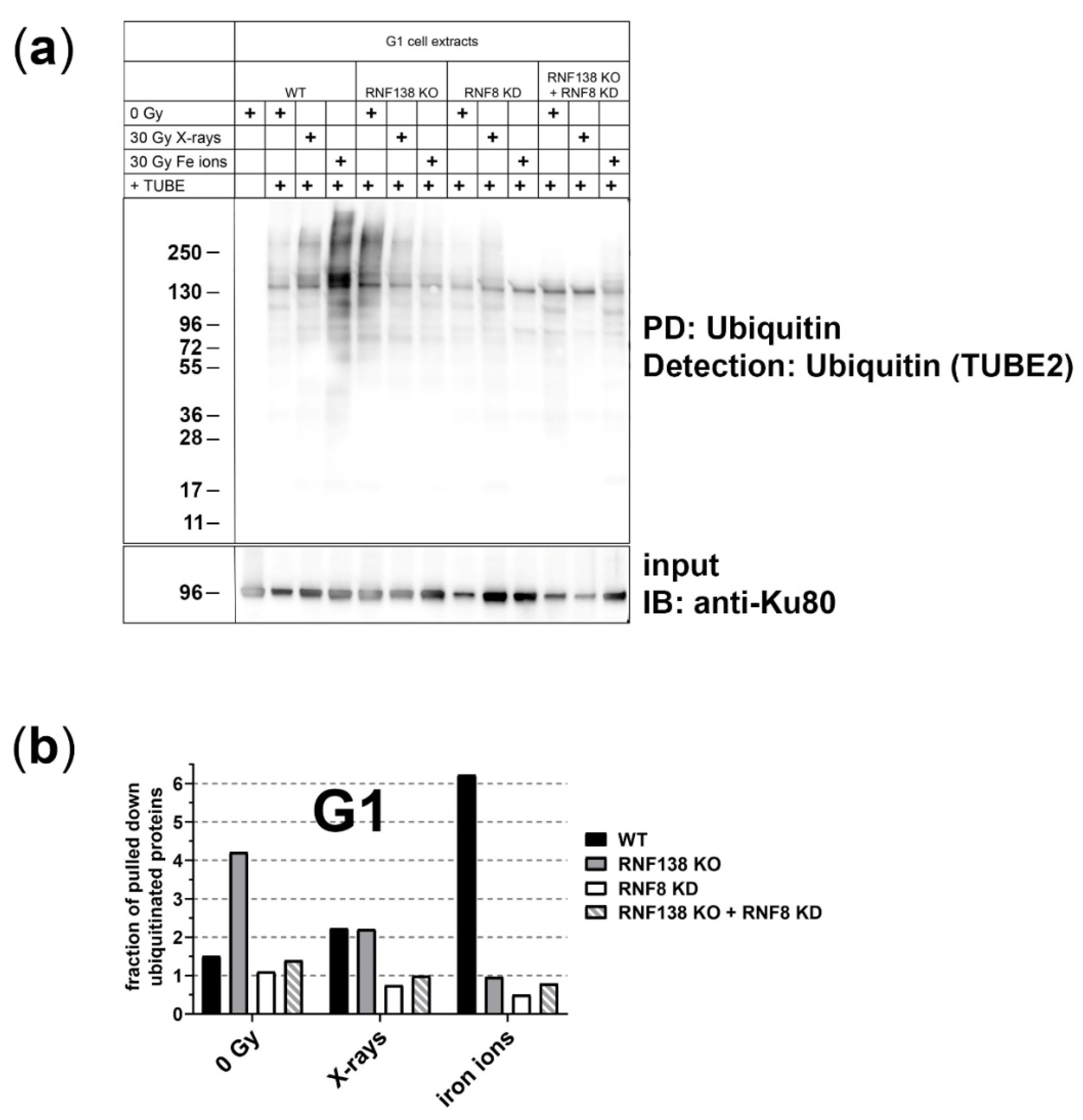 Cells 11 02561 g002 Cells 11 02561 g002